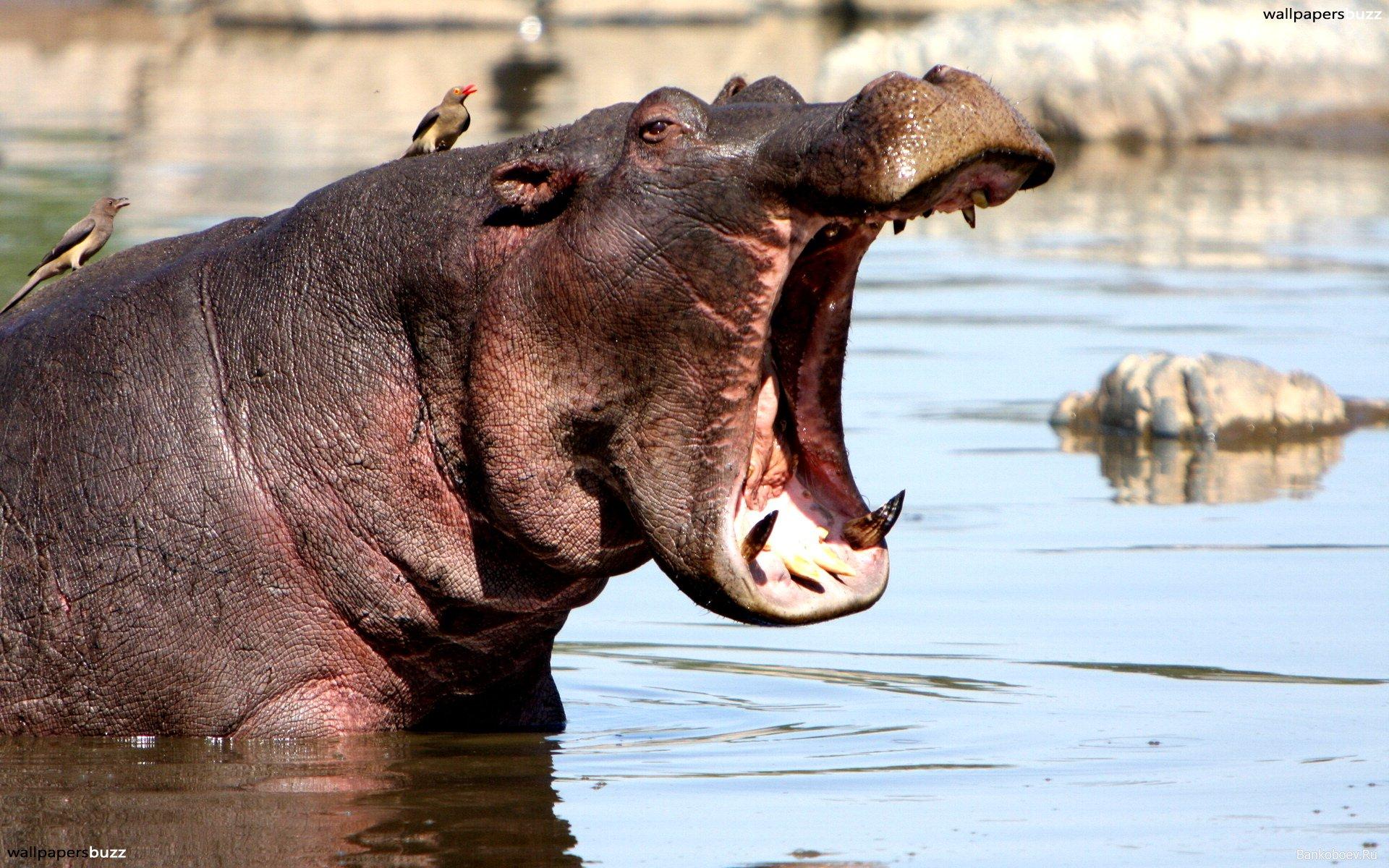 Yawning hippo HD Wallpapers