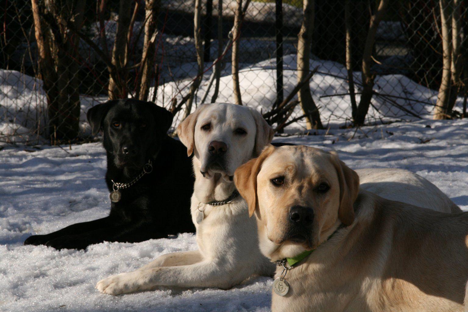 Labrador