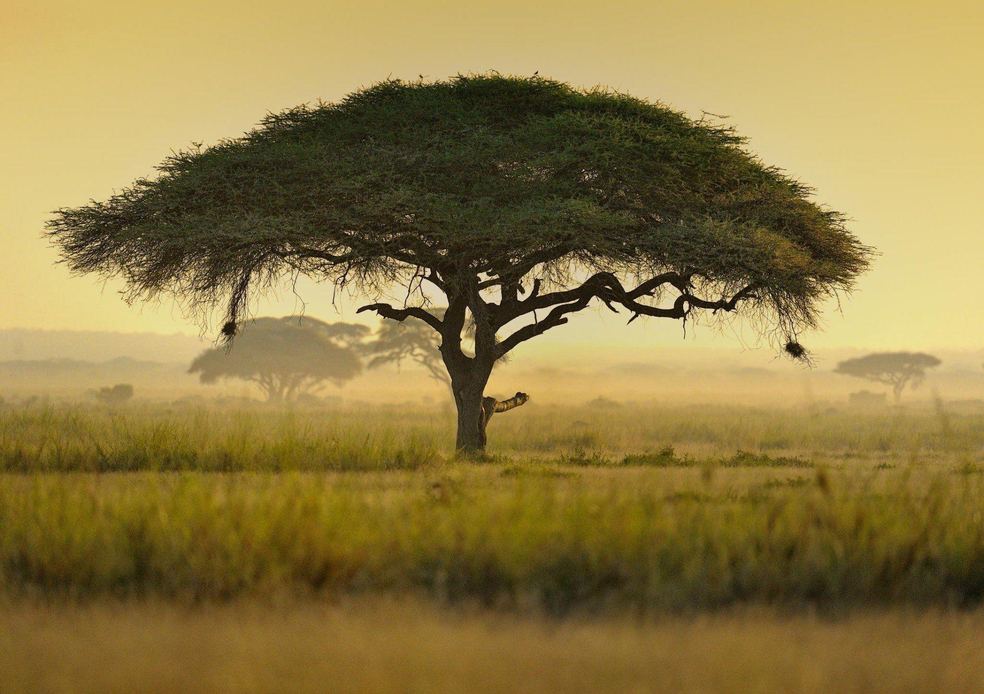 umbrella acacia tree kenya africa HD wallpapers