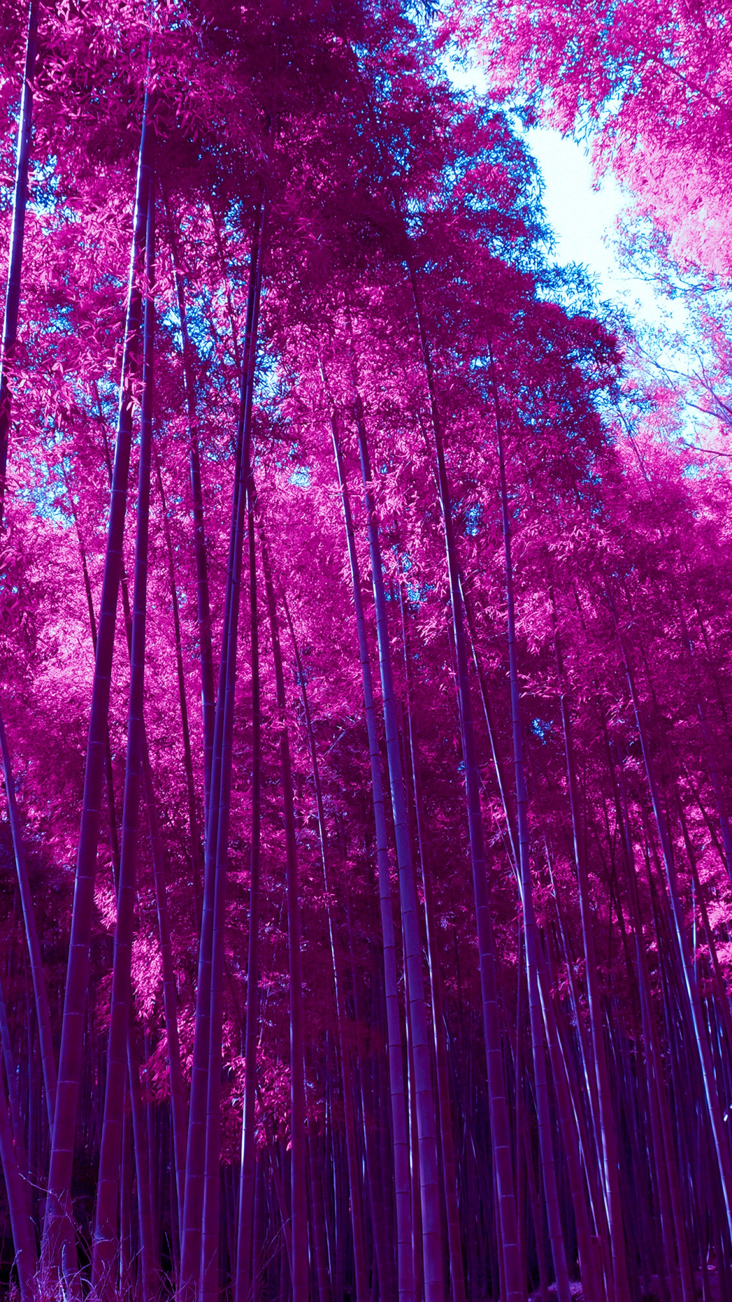 Wallpapers Arashiyama Bamboo Grove, Forest, Infrared, Pink, HD