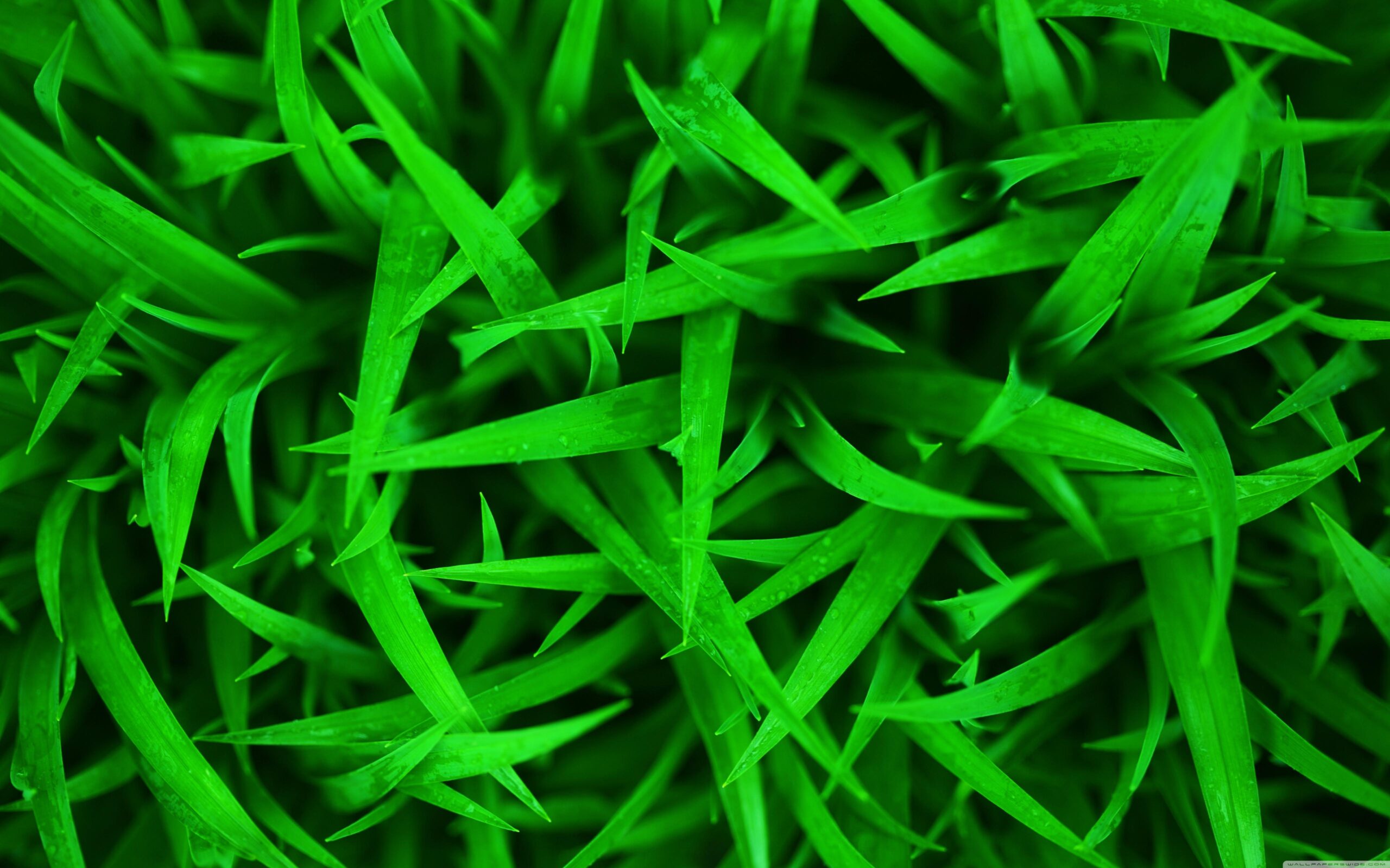 Green grass Wallpapers 10