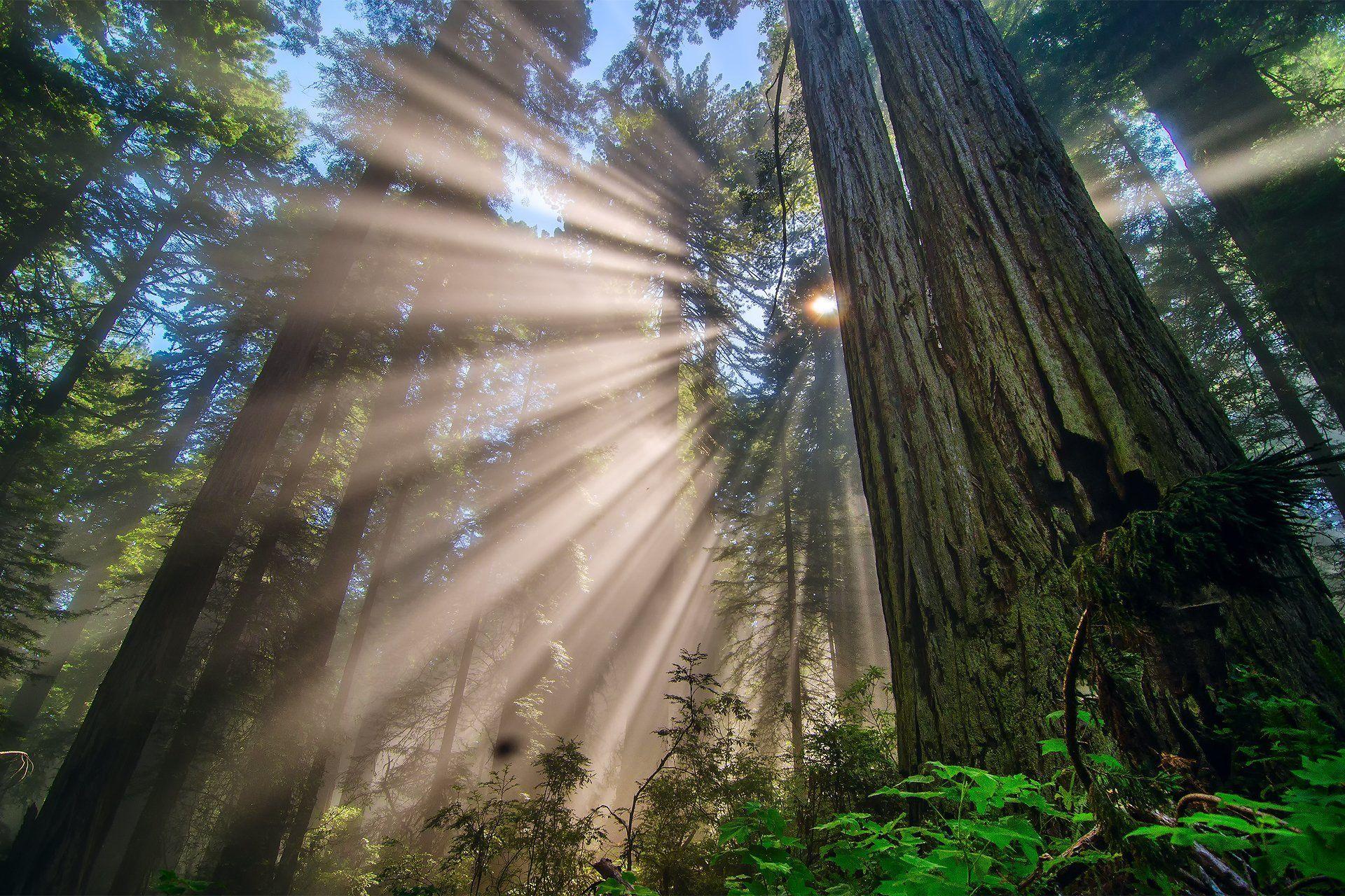 Redwood National Park Wallpapers