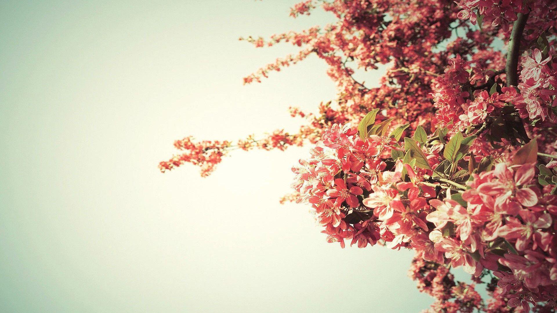 Spring tree blossoms Wallpapers #