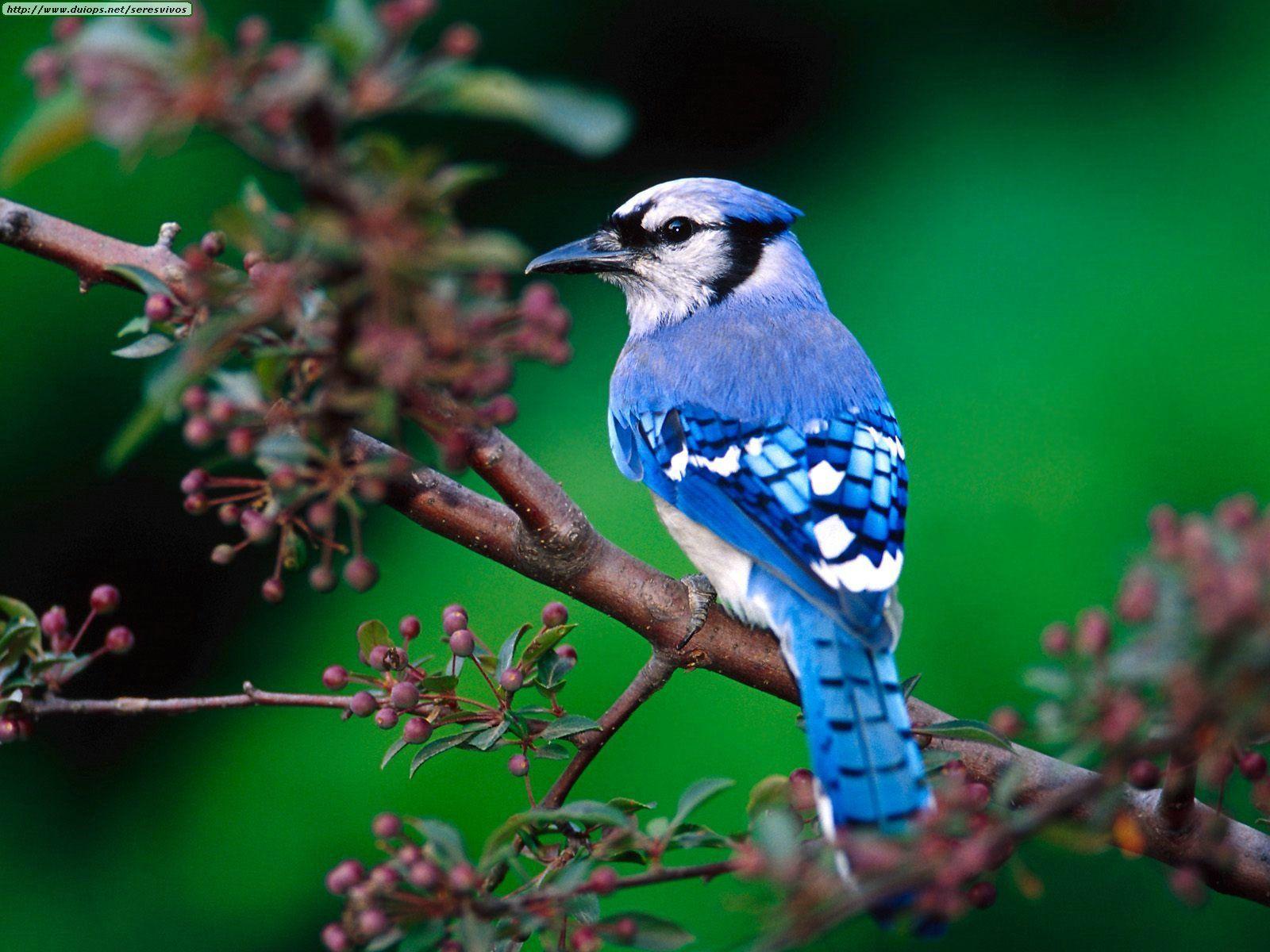 Cute Blue Jay HD Wallpapers