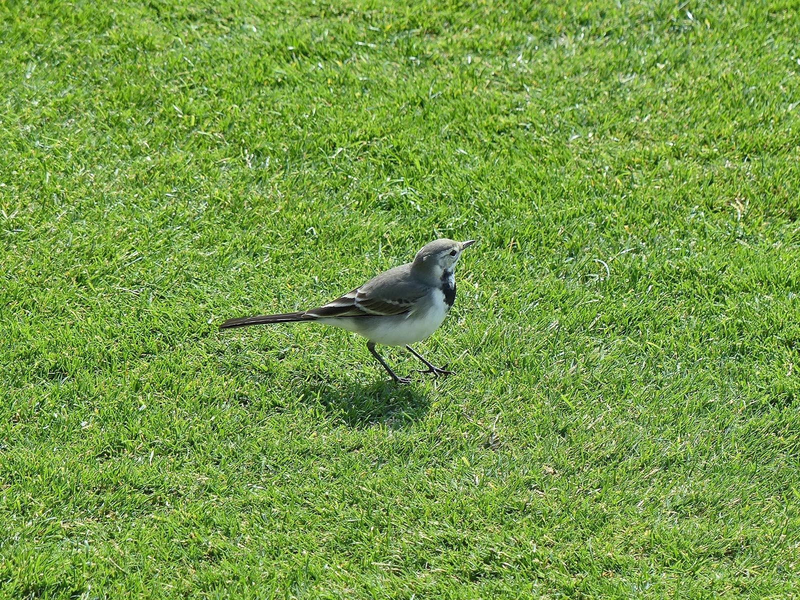 Birding On A Cruise To Spain