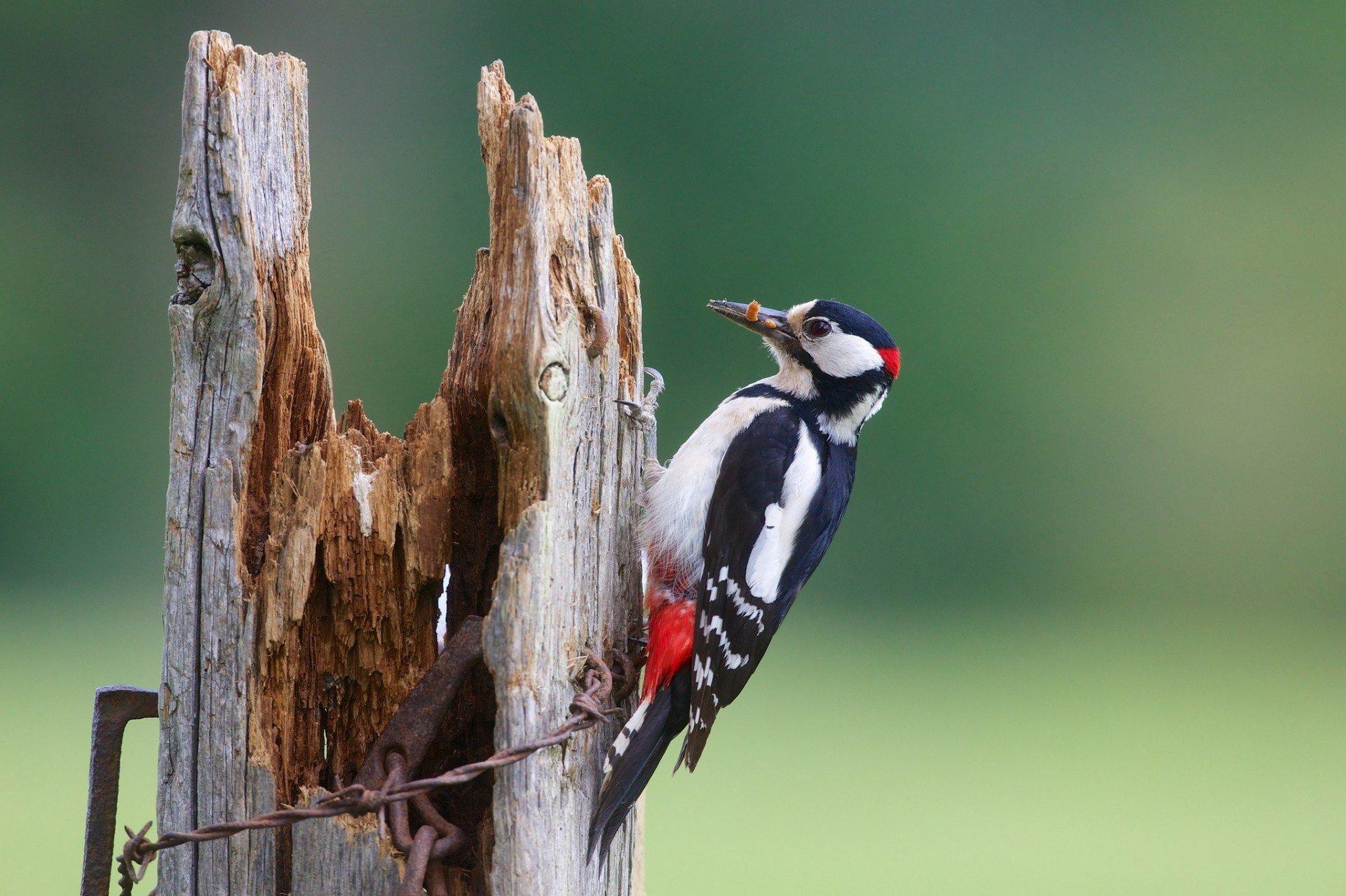 Woodpecker Wallpapers 7