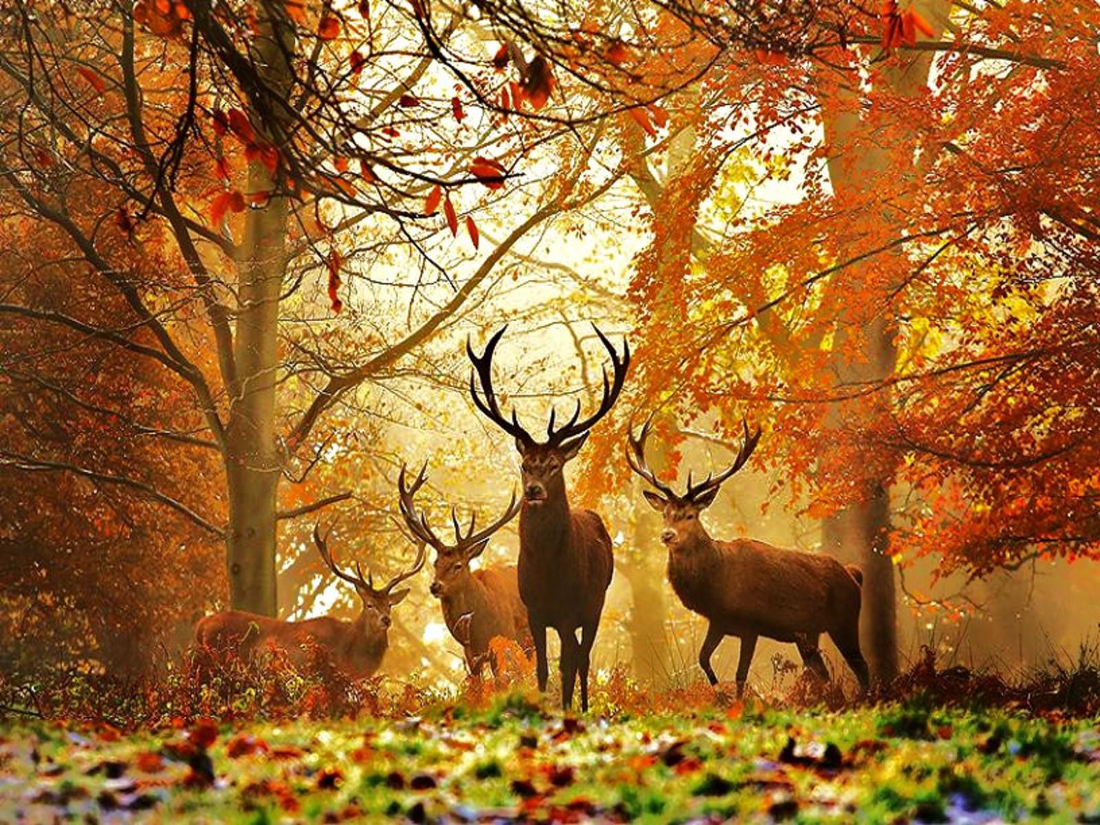 Deer Wallpapers 1080p