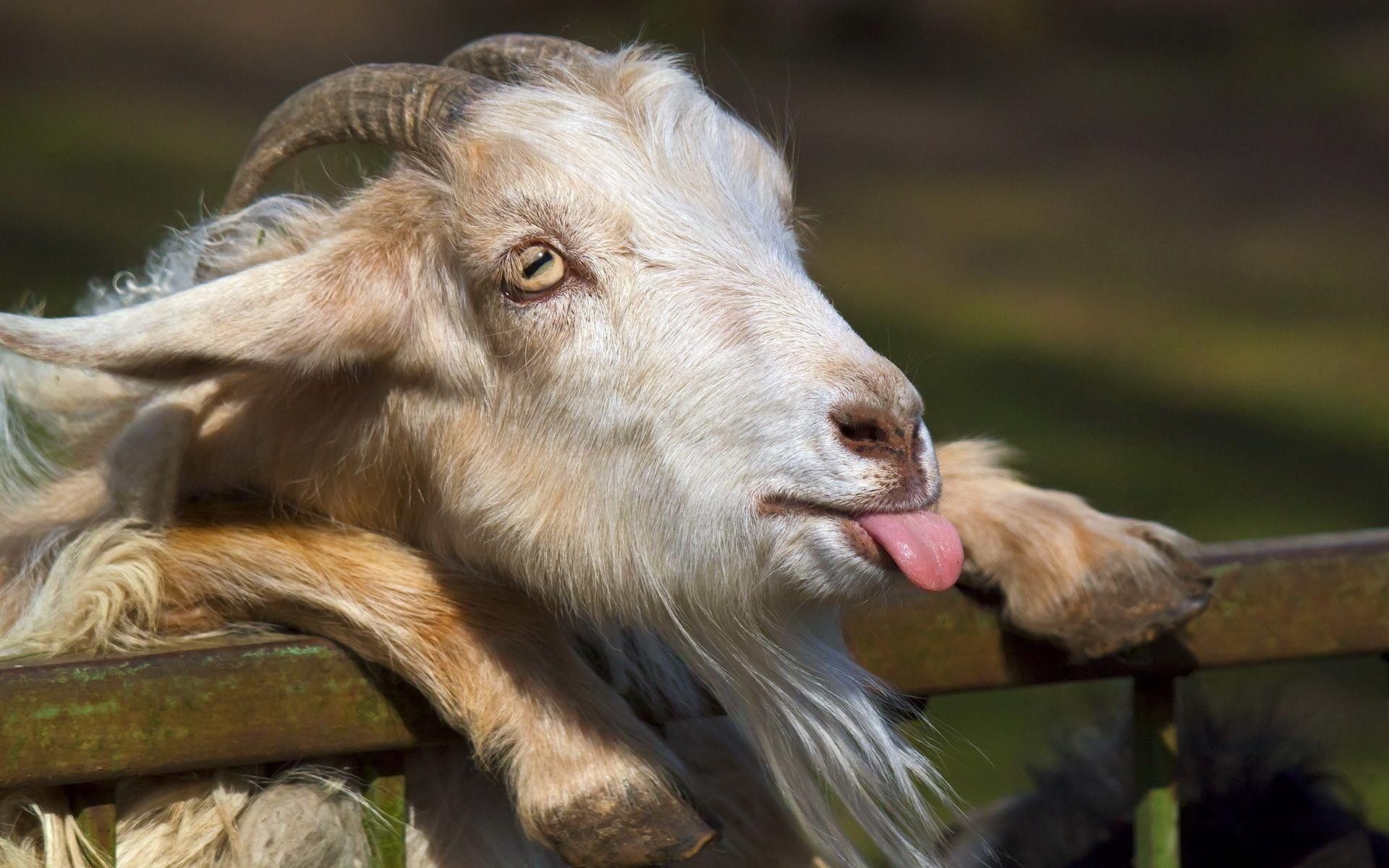 Cute Goats Wallpapers, Pictures, Image