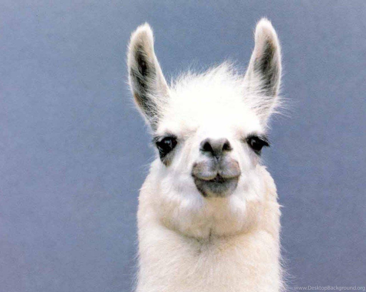 Llama Wallpapers 10