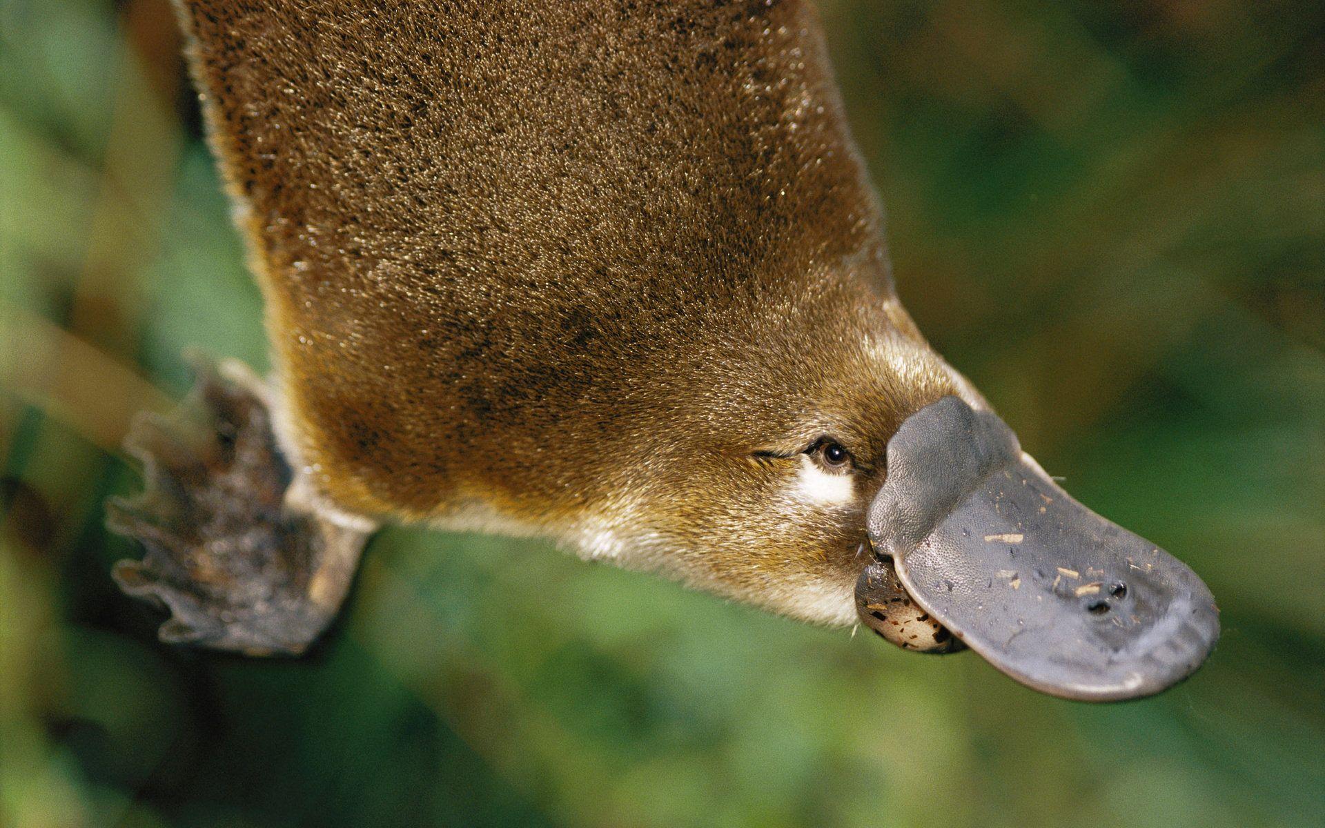 12 Platypus HD Wallpapers