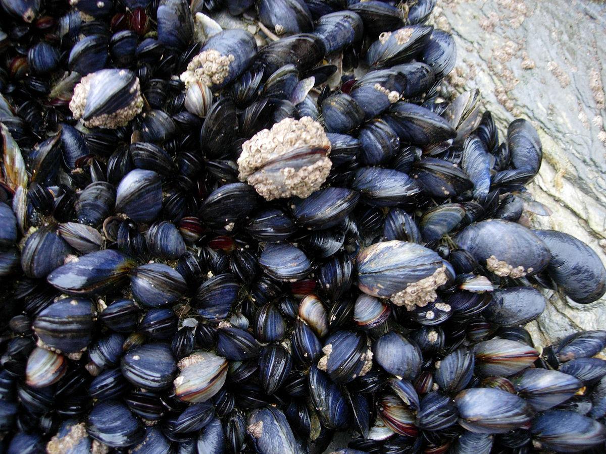 Mussels wallpapers, Food, HQ Mussels pictures