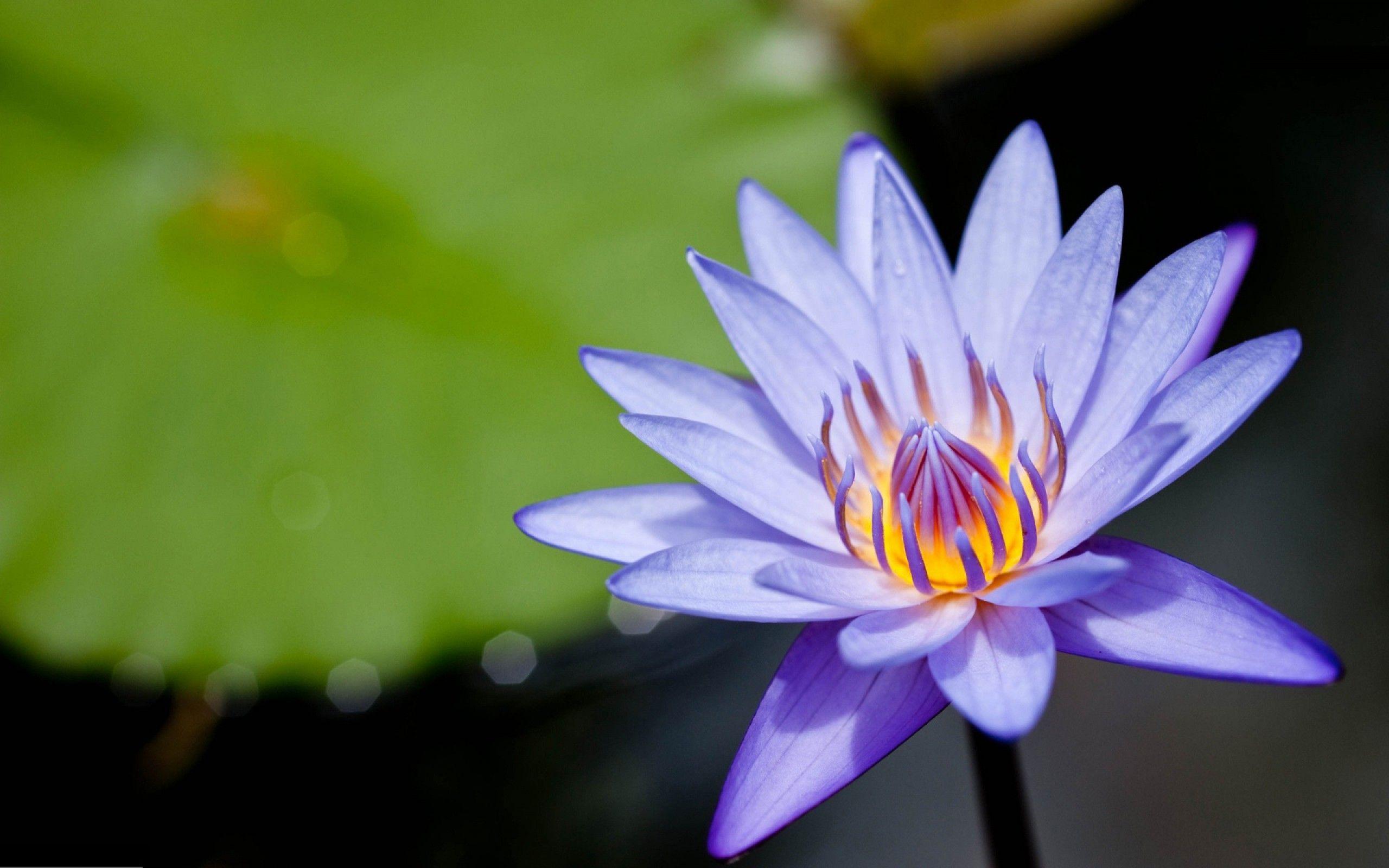 Amazing Purple Lotus Flower Desktop Backgrounds Download Free