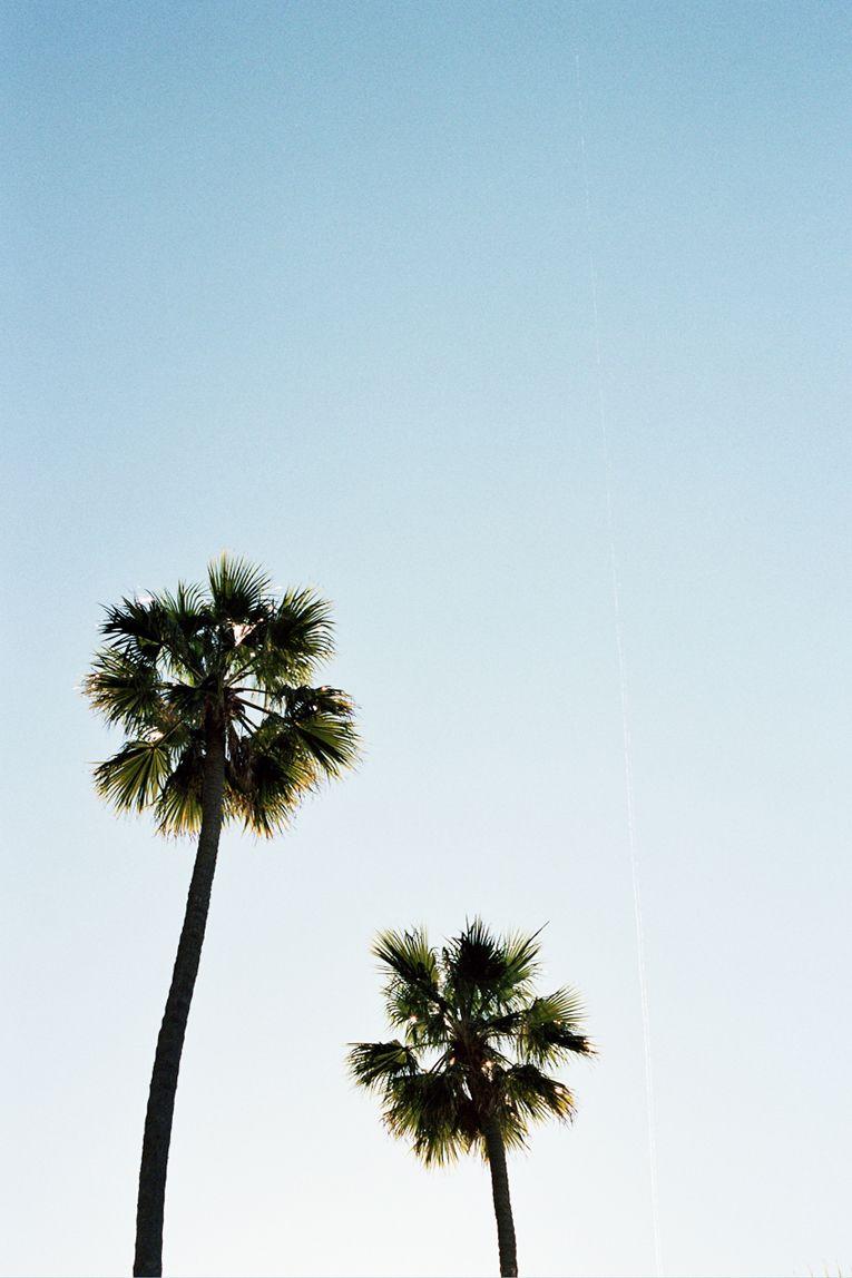 palm trees. www.withlovefromkat