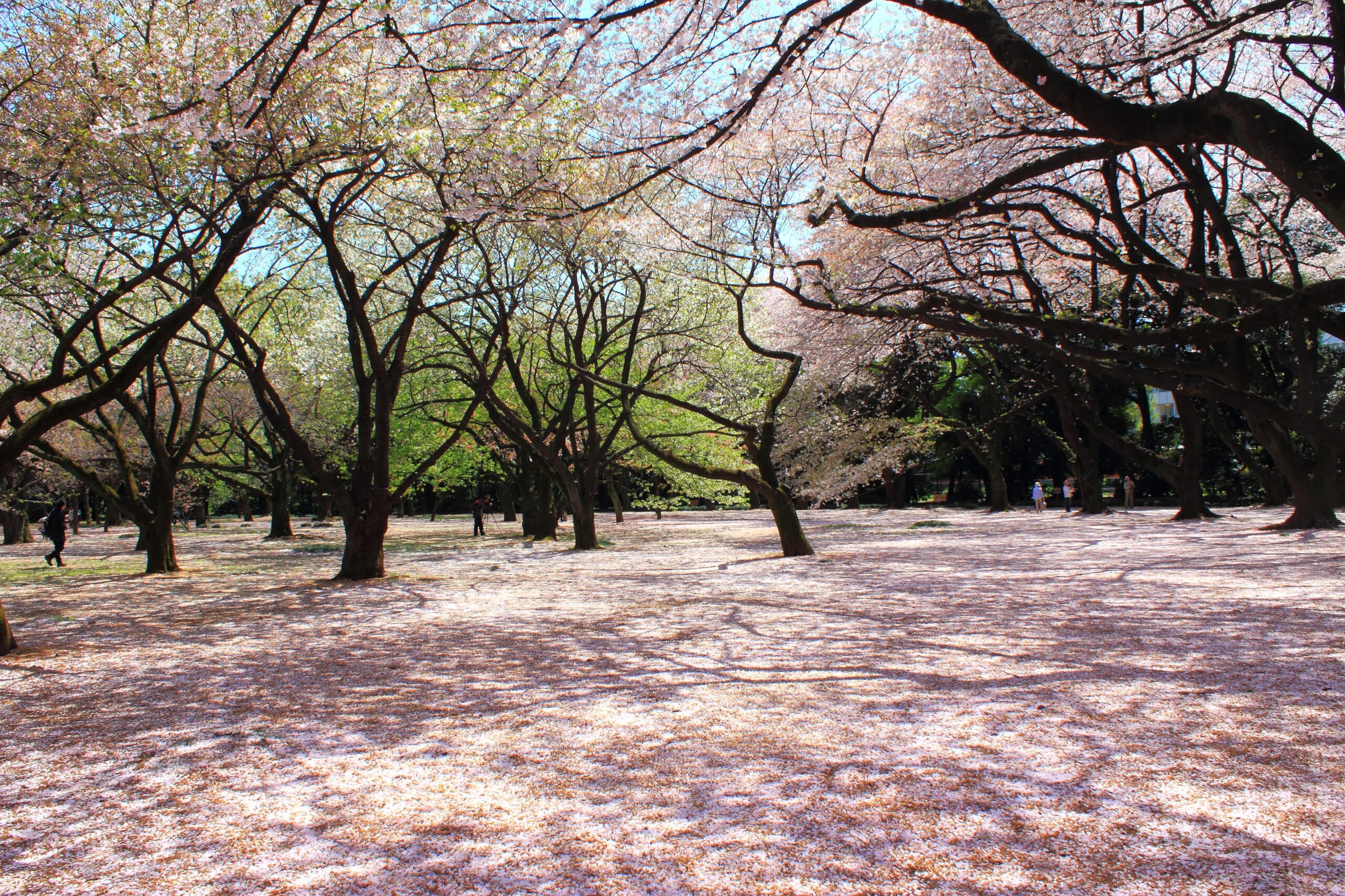 File:Shinjuku Gyoen National Garden