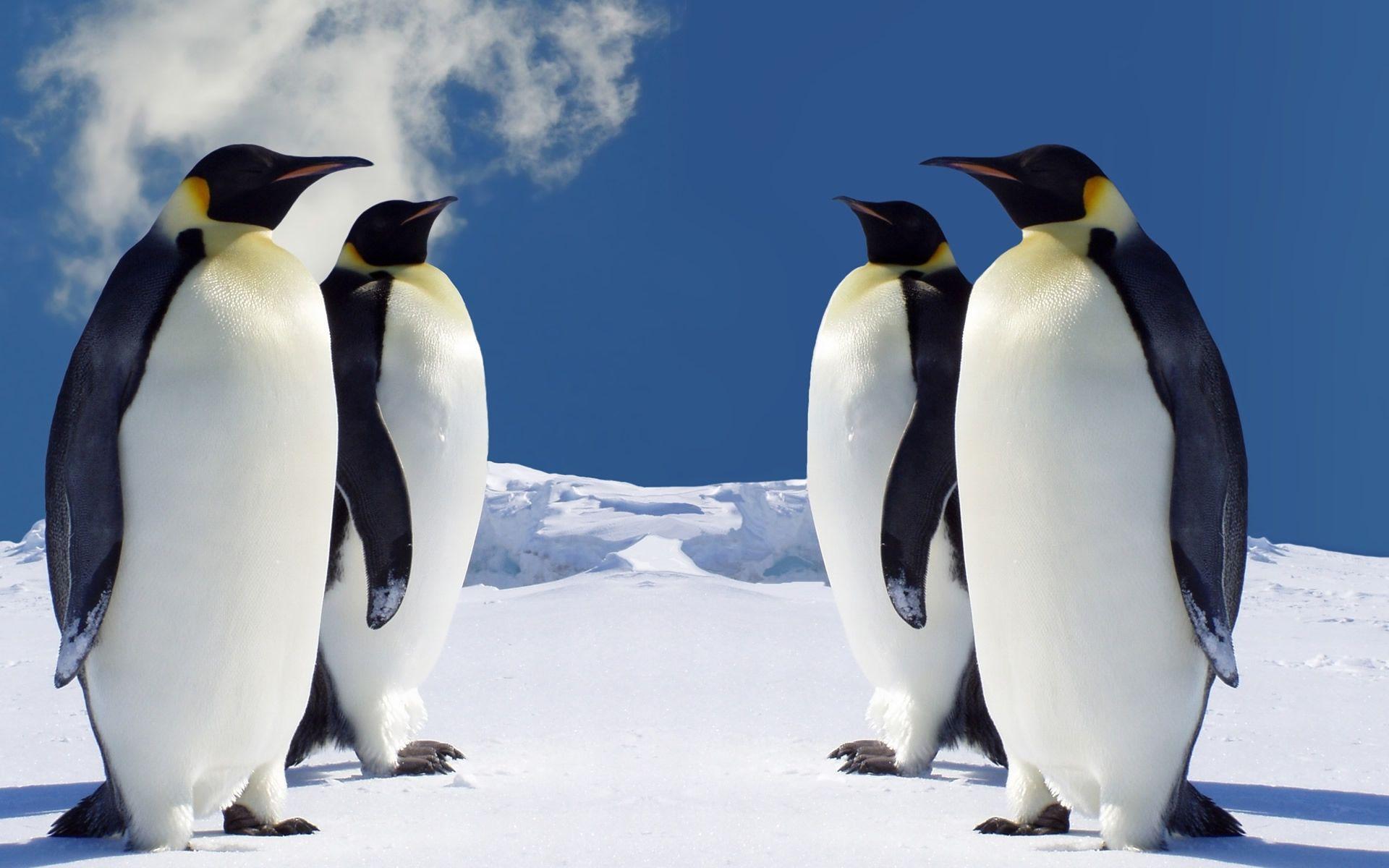 Penguin Wallpapers HD Pictures – One HD Wallpapers Pictures