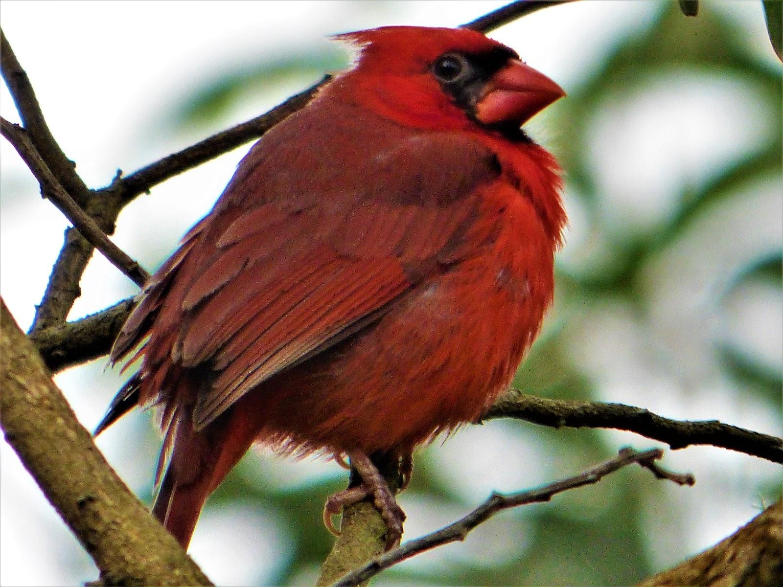 Geotripper’s California Birds: A Northern Cardinal…in Hawai’i? The