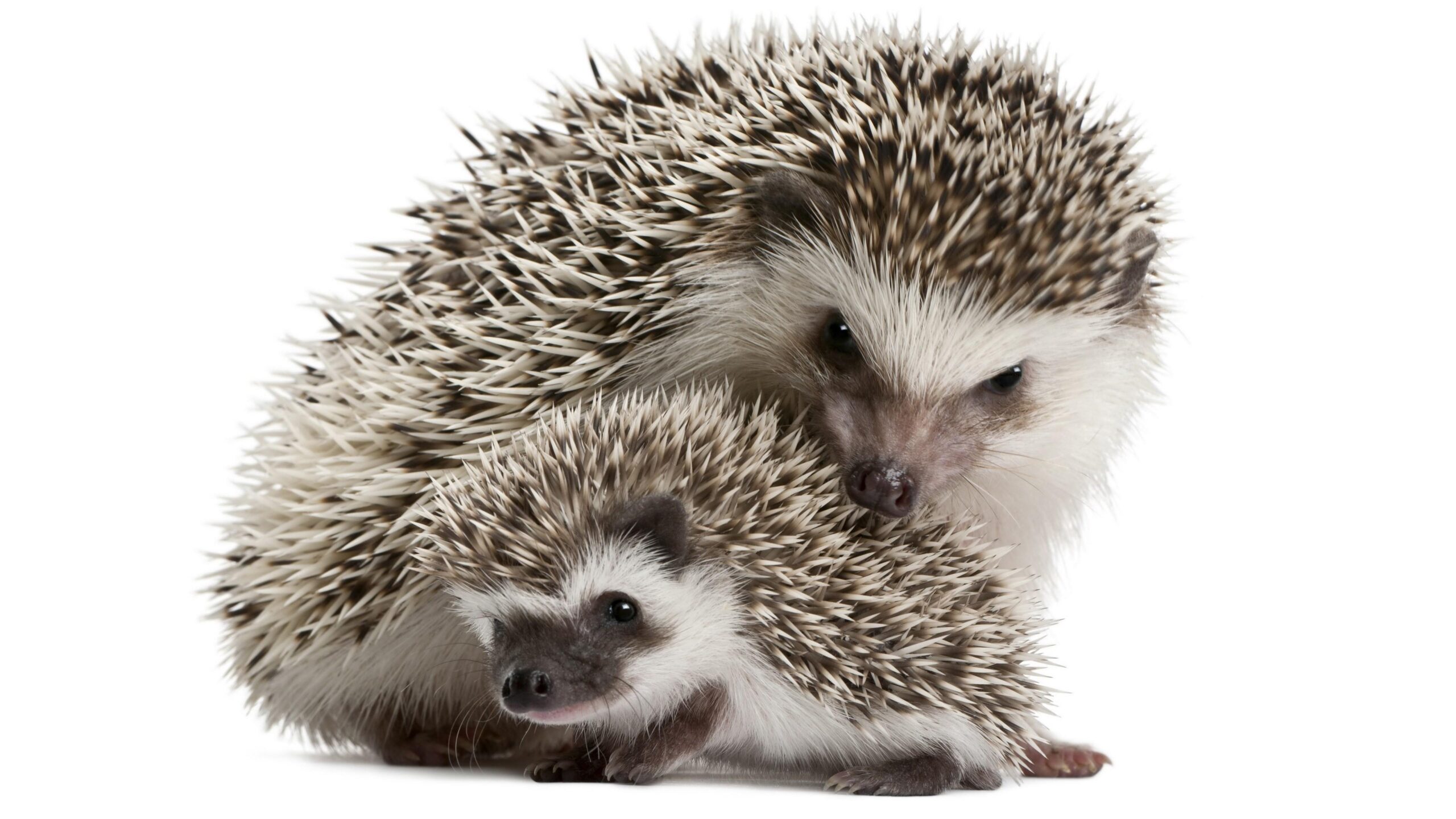 Sweet Hedgehogs Wallpapers