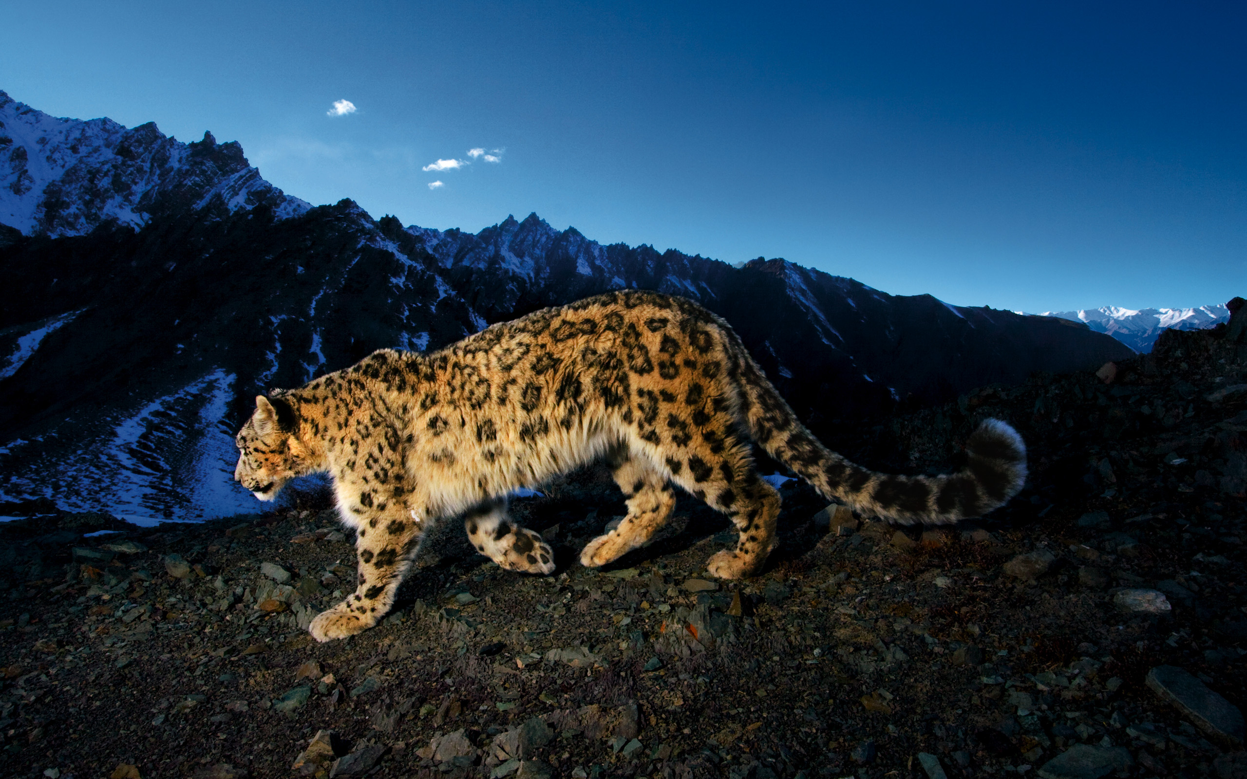 324 Snow Leopard HD Wallpapers