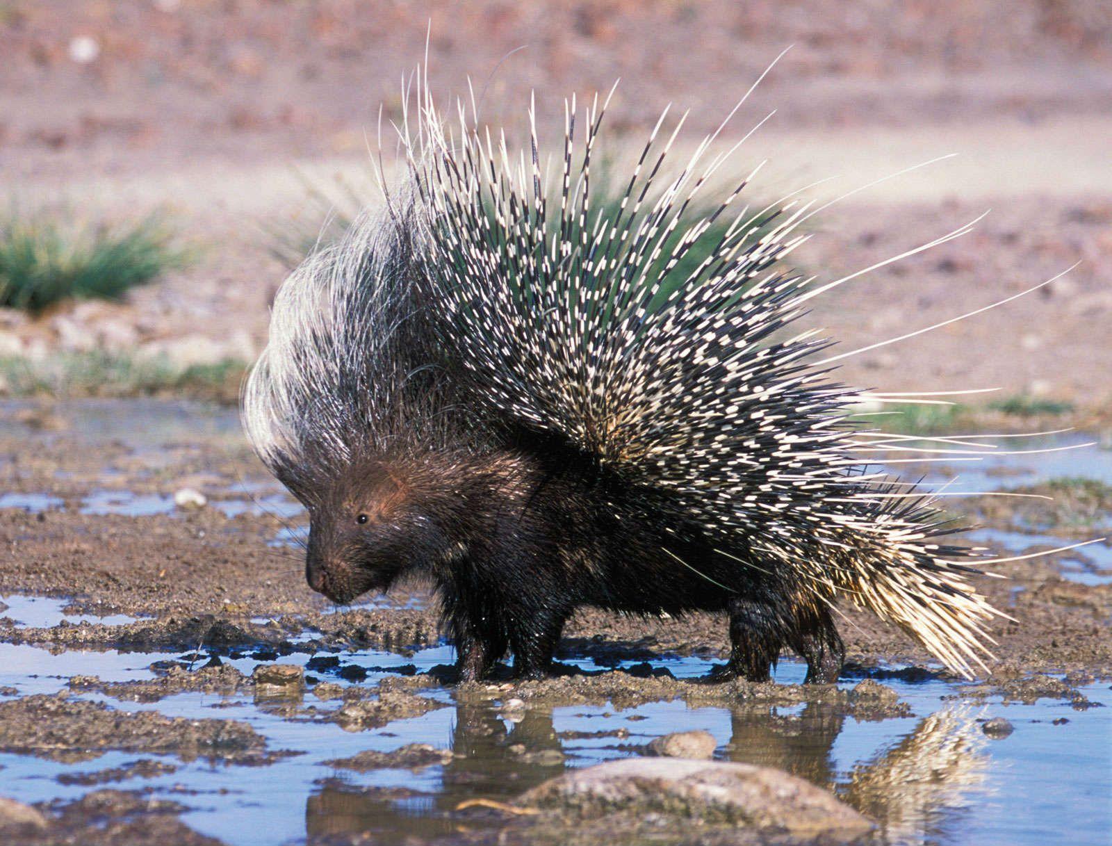 African Porcupine Wallpapers HD Photos