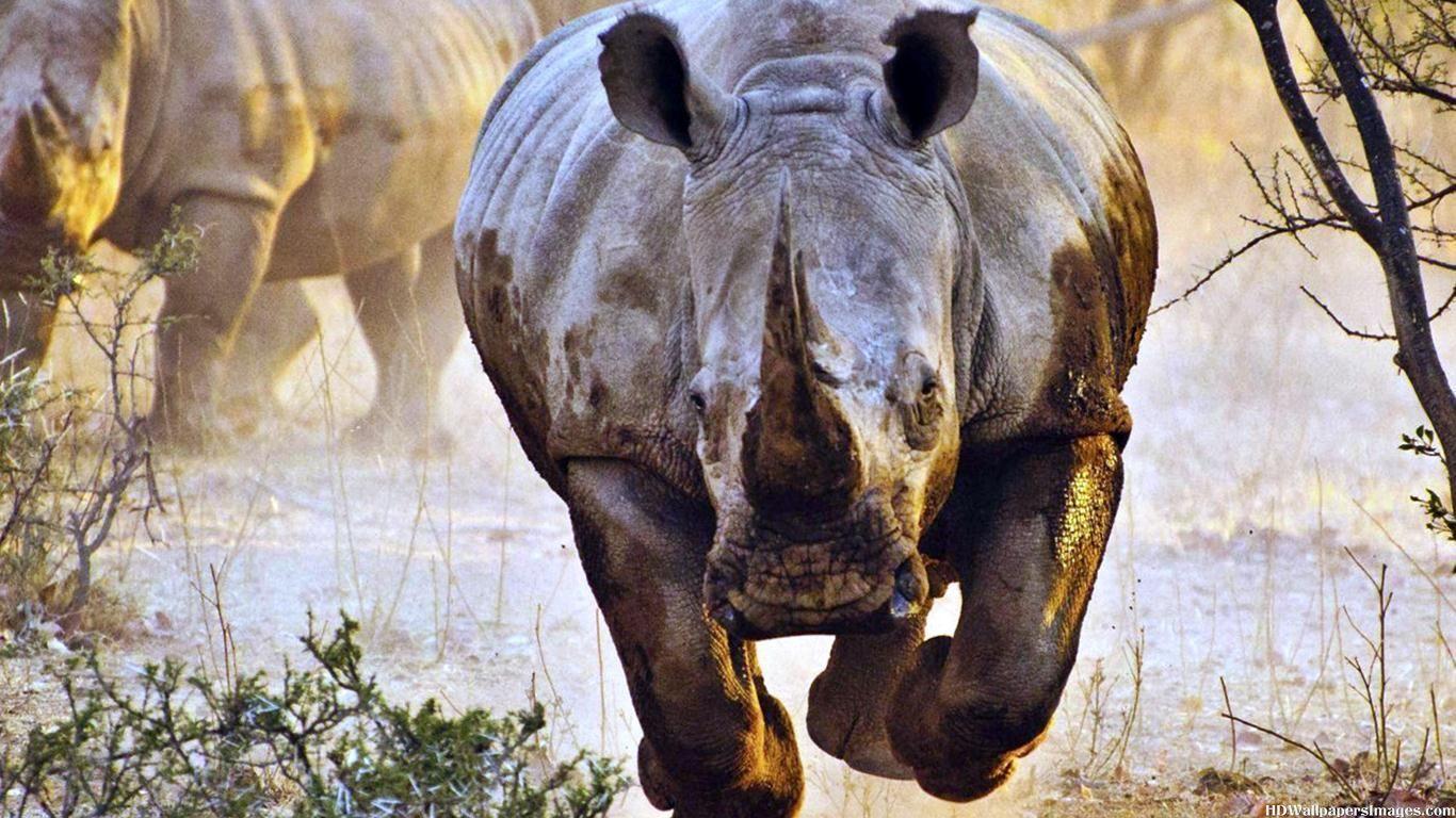 Rhinoceros HD Desktop Wallpapers