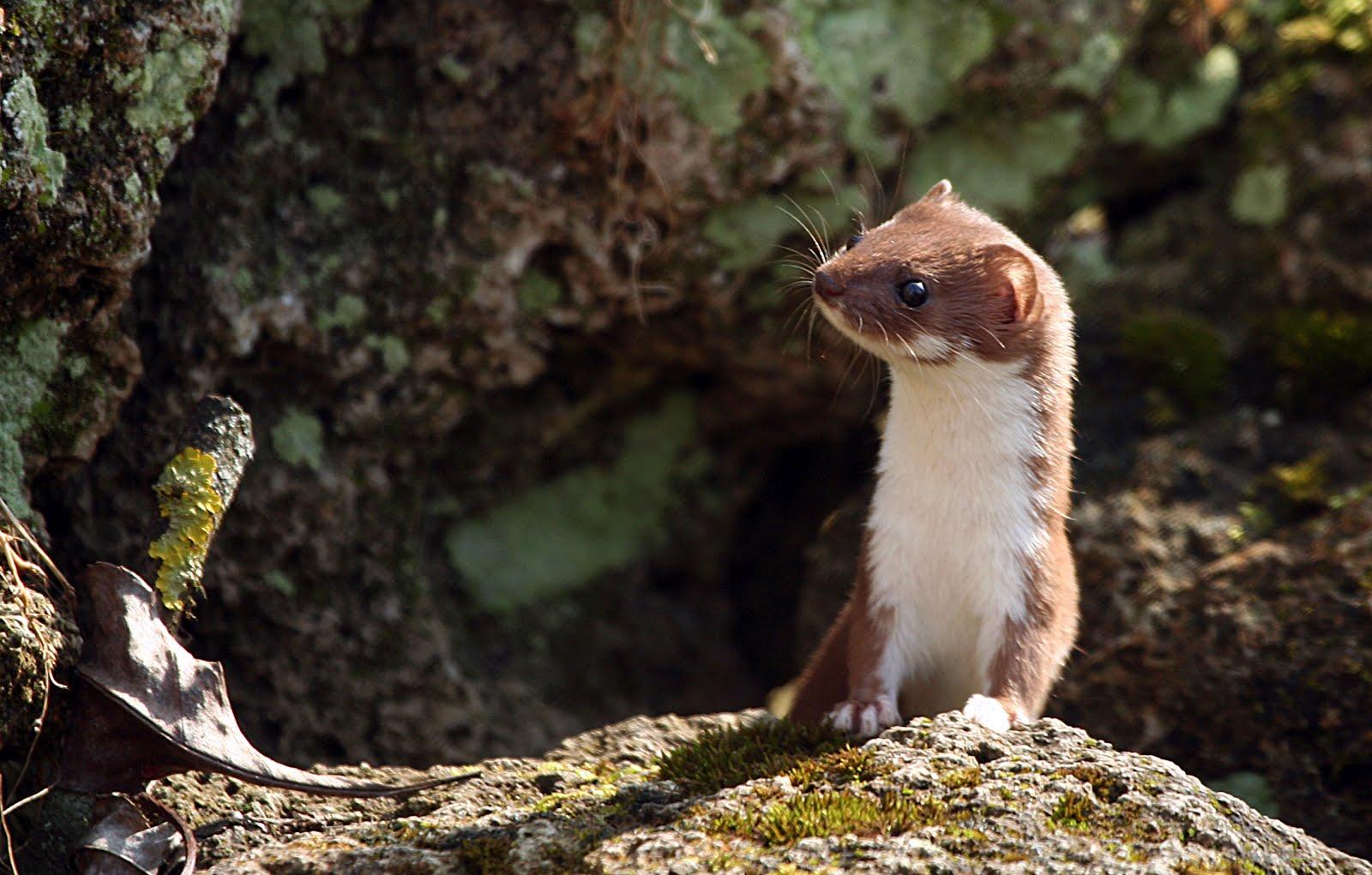 Weasel HD Wallpapers