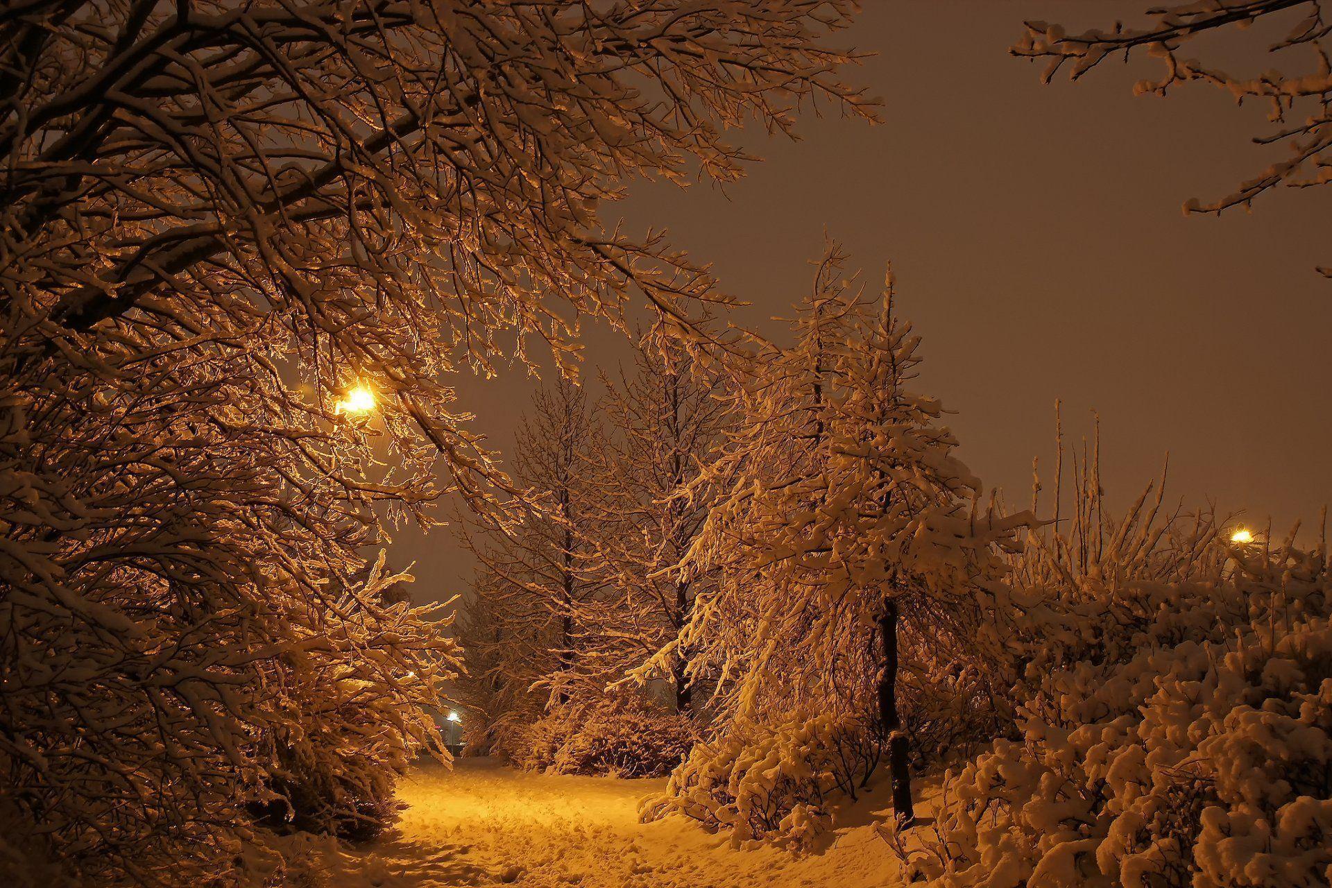 iceland reykjavik winter night park lights snow light tree HD