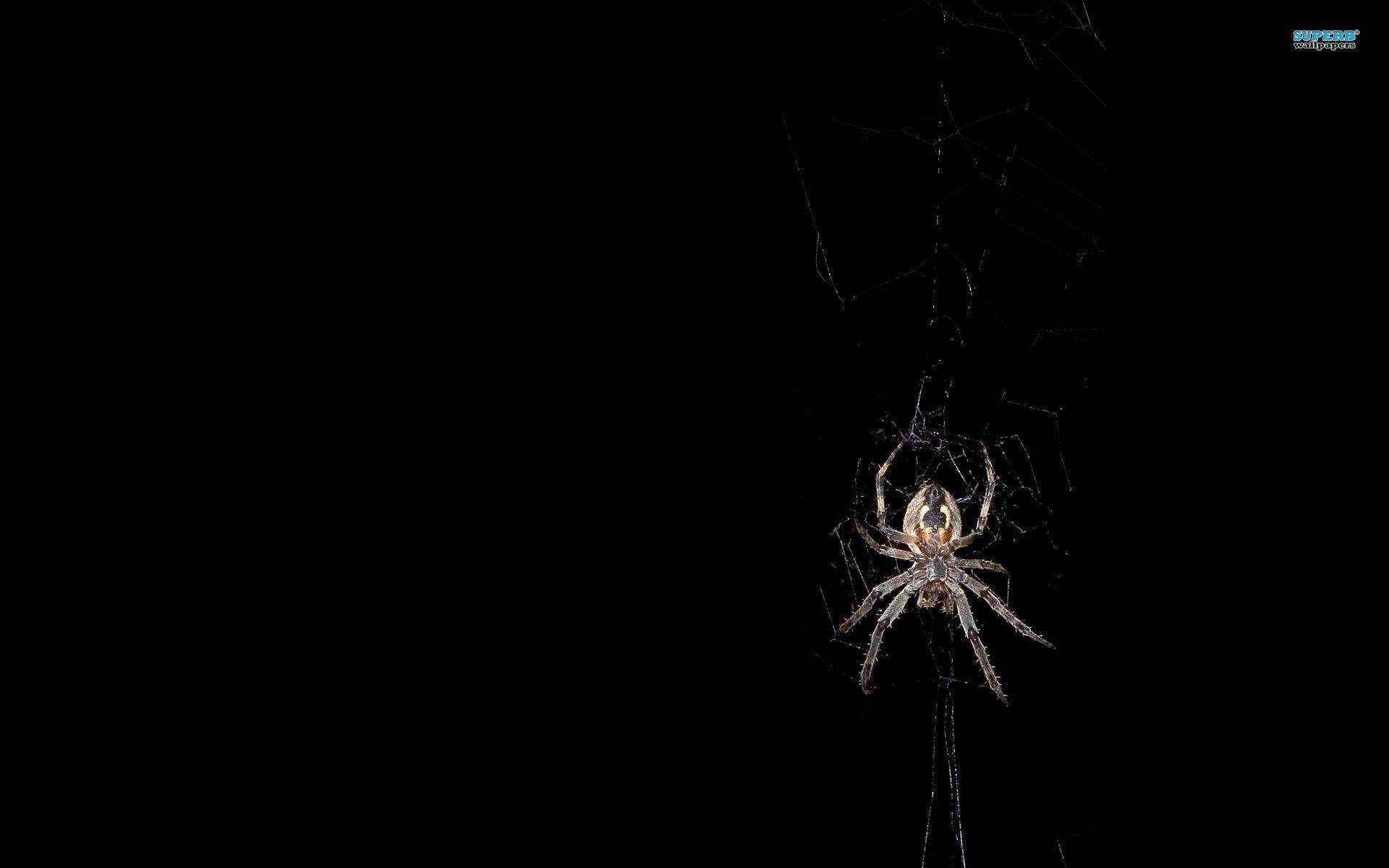 Spider Wallpapers Free Downloads