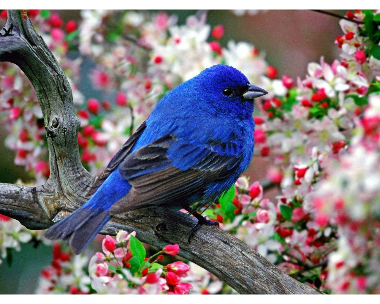 bluebird high resolution and Popular Wallpapers 3621