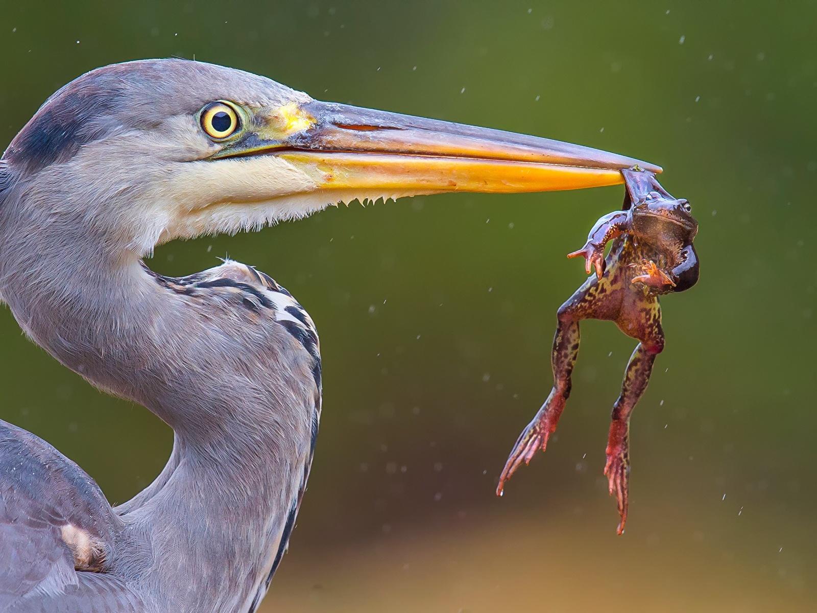 Pictures Birds Frogs herons hunt Beak Head Animals