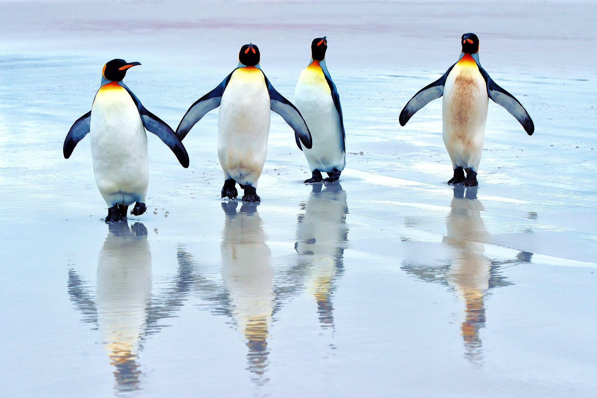 220 Penguin HD Wallpapers