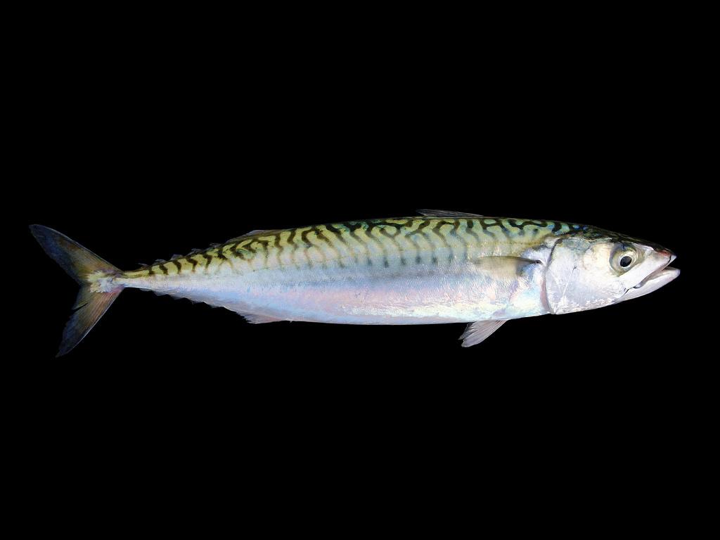 Atlantic Mackerel