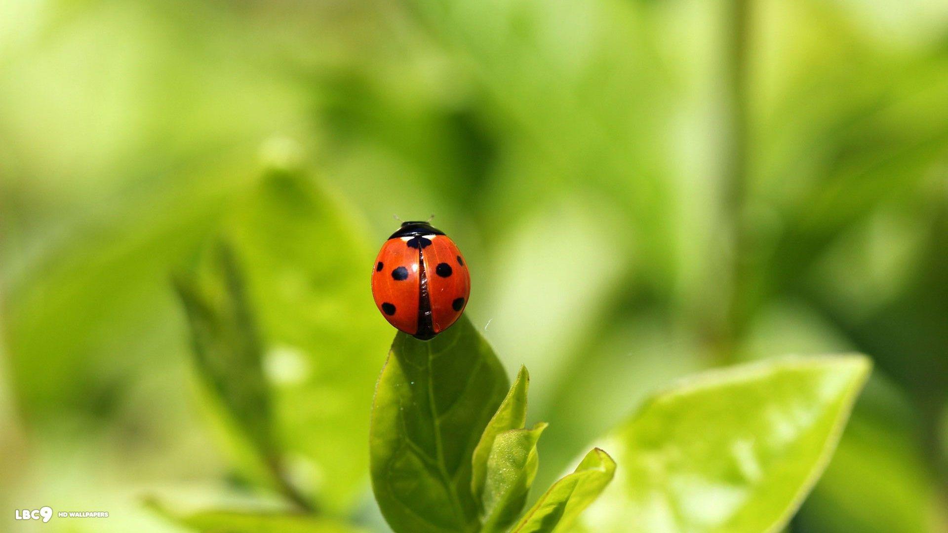 60+ Ladybug Dots Wallpapers