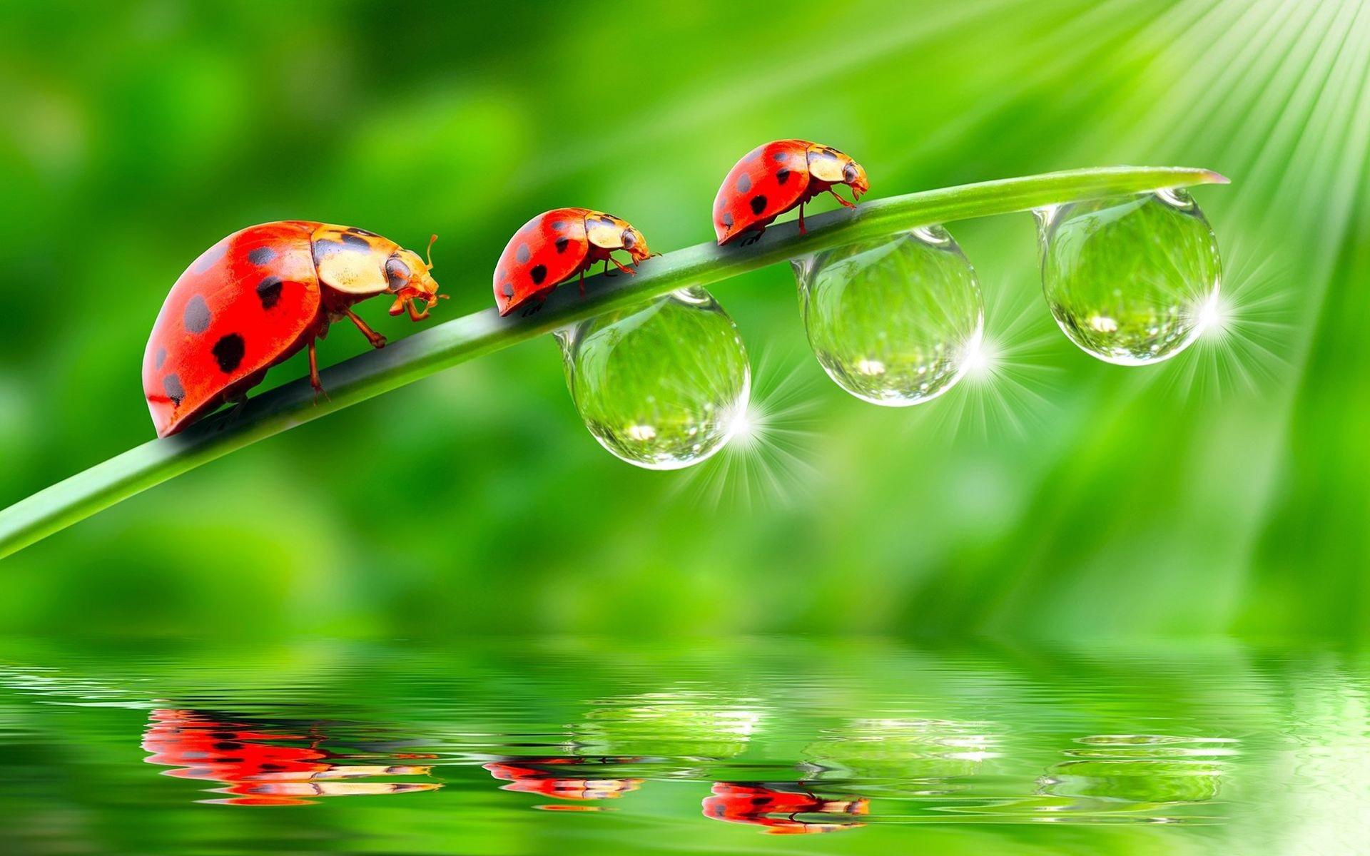 ladybugs wallpapers hd