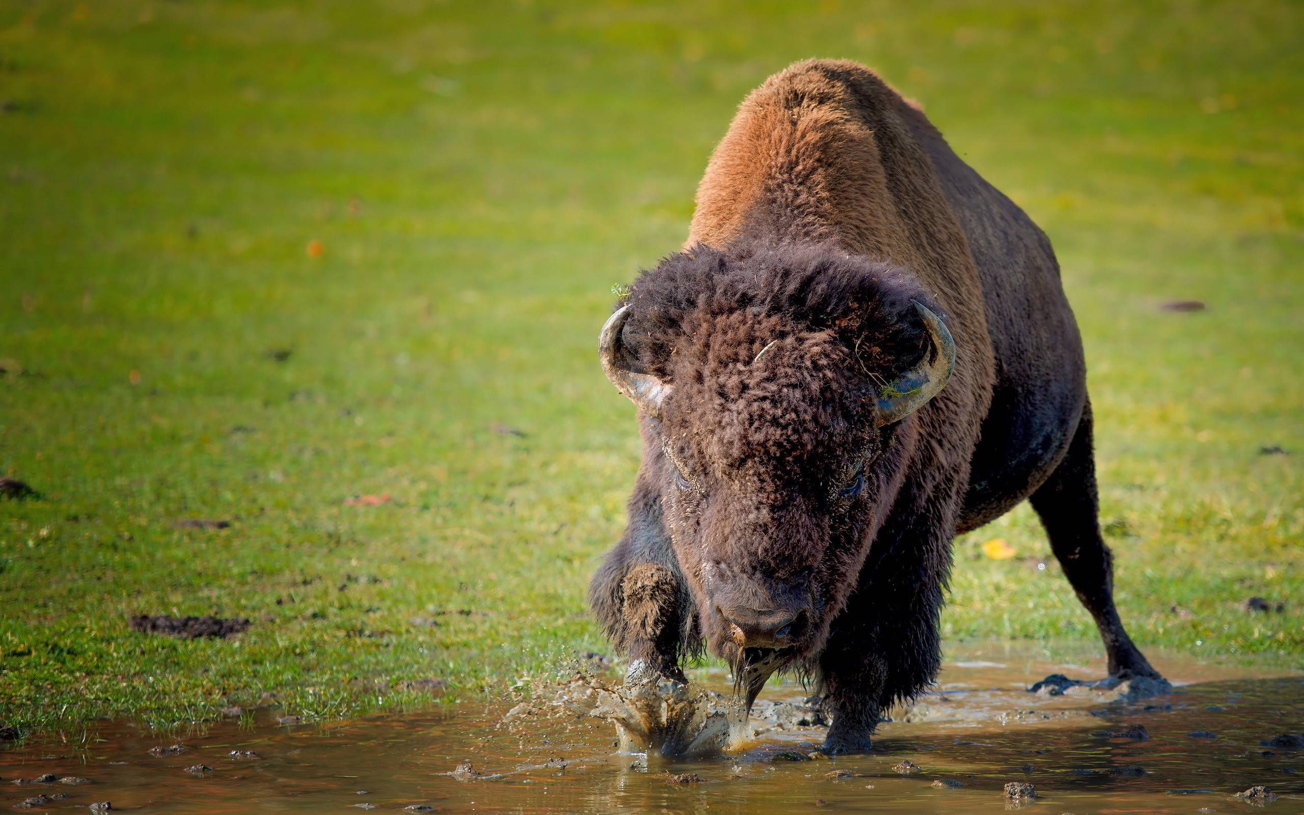 American Bison Wallpapers