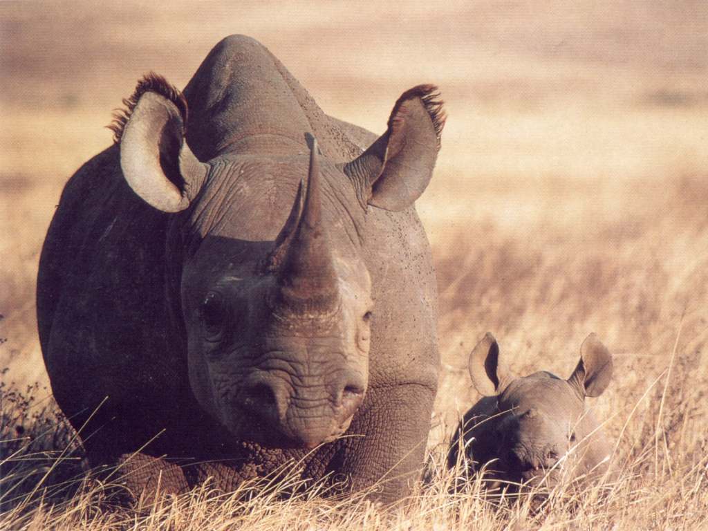 Javan Rhinoceros Hd Wallpapers