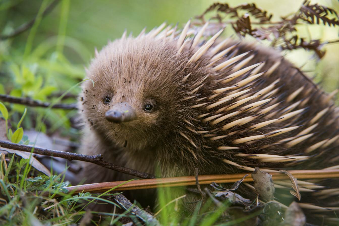 Echidna Facts And Animal Photos, image