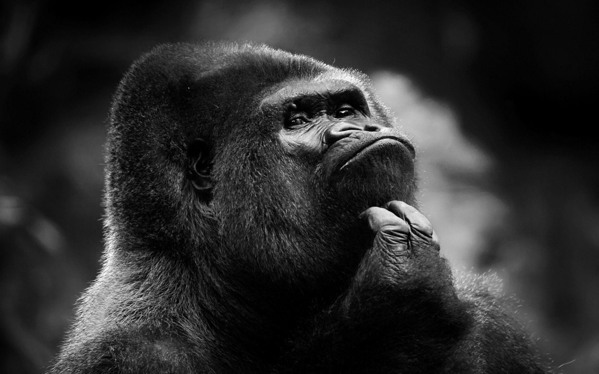 Gorilla HD Wallpapers