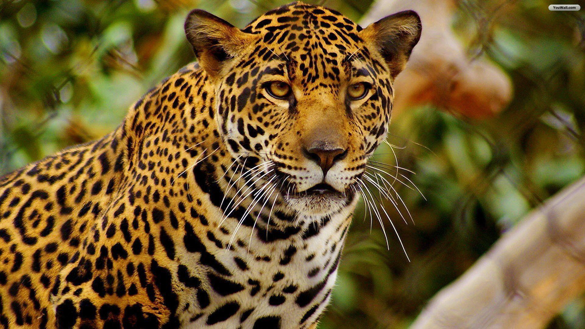 Jaguar Pictures HD Wallpapers