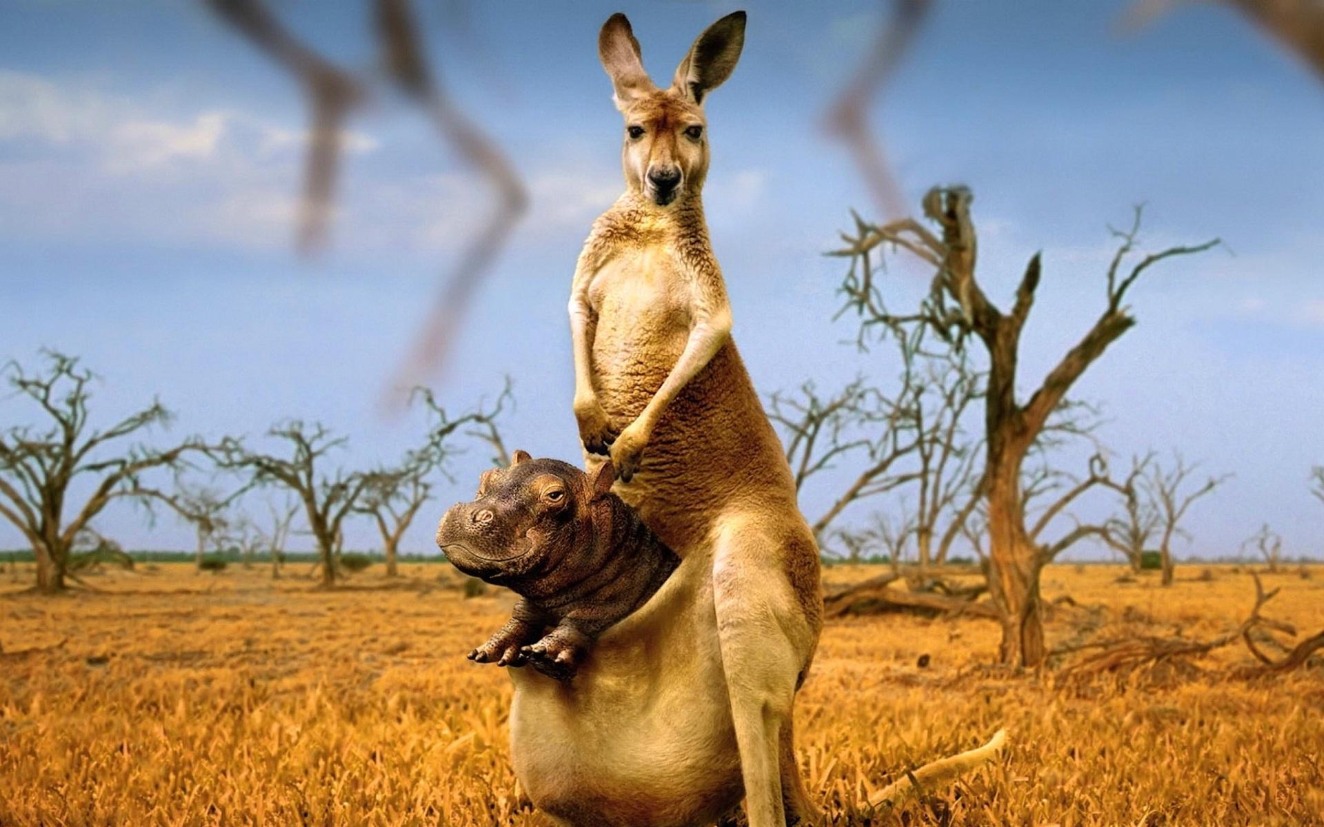 Kangaroo Wallpapers 25