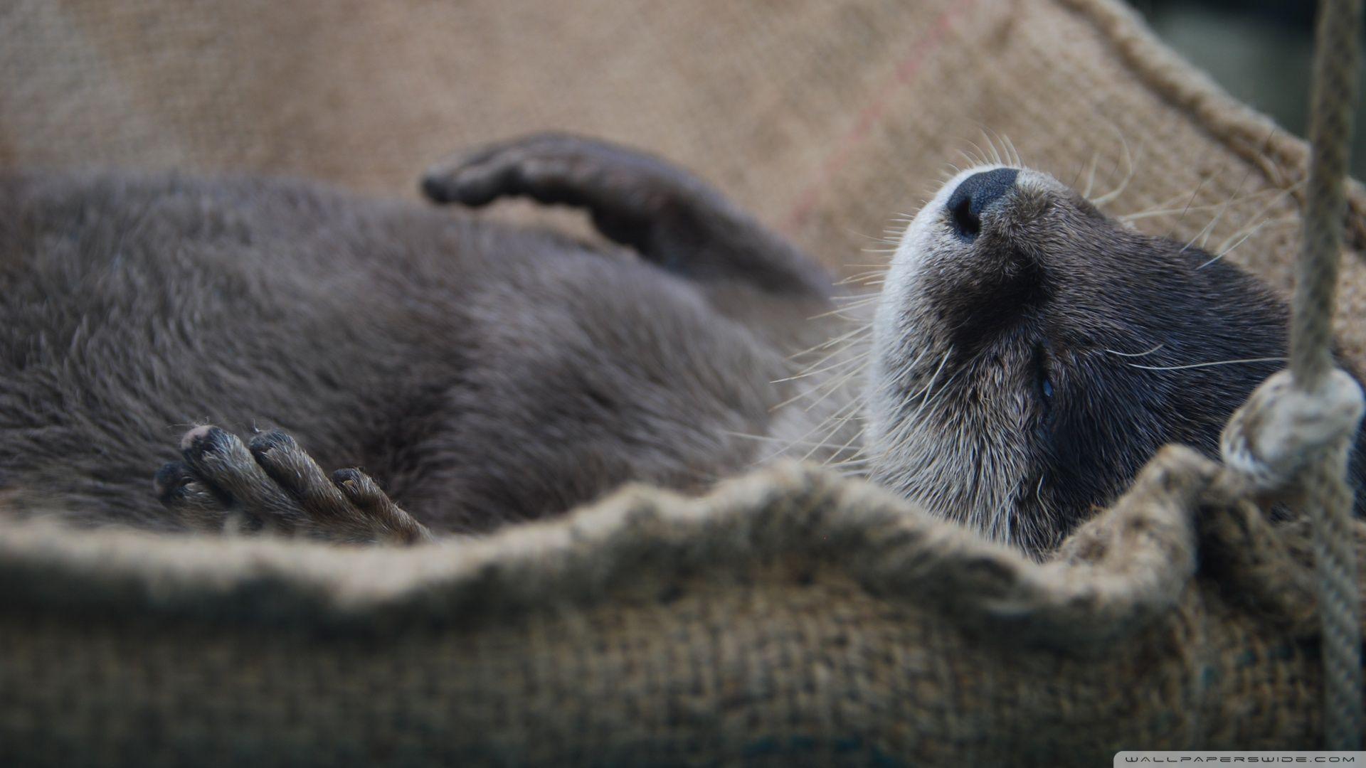 Nap Otter HD desktop wallpapers : High Definition : Fullscreen