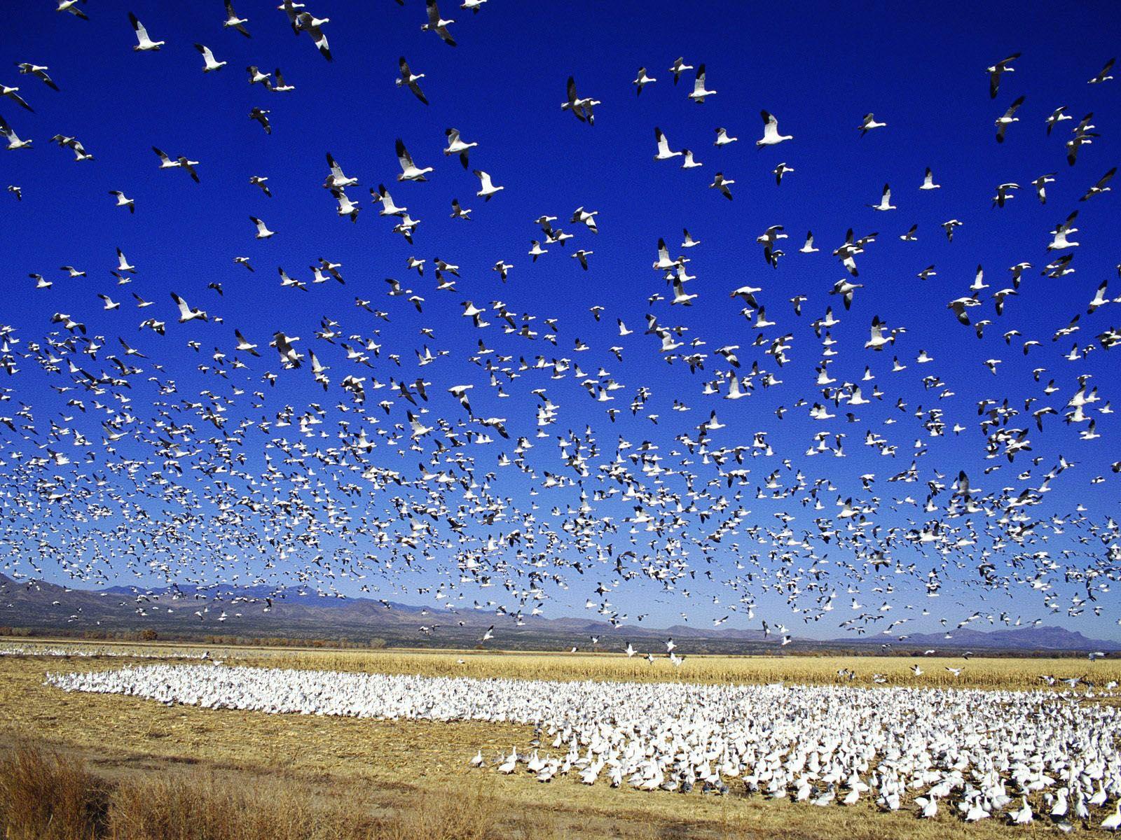 Snow Goose Wallpapers, Collection of Snow Goose Backgrounds, Snow