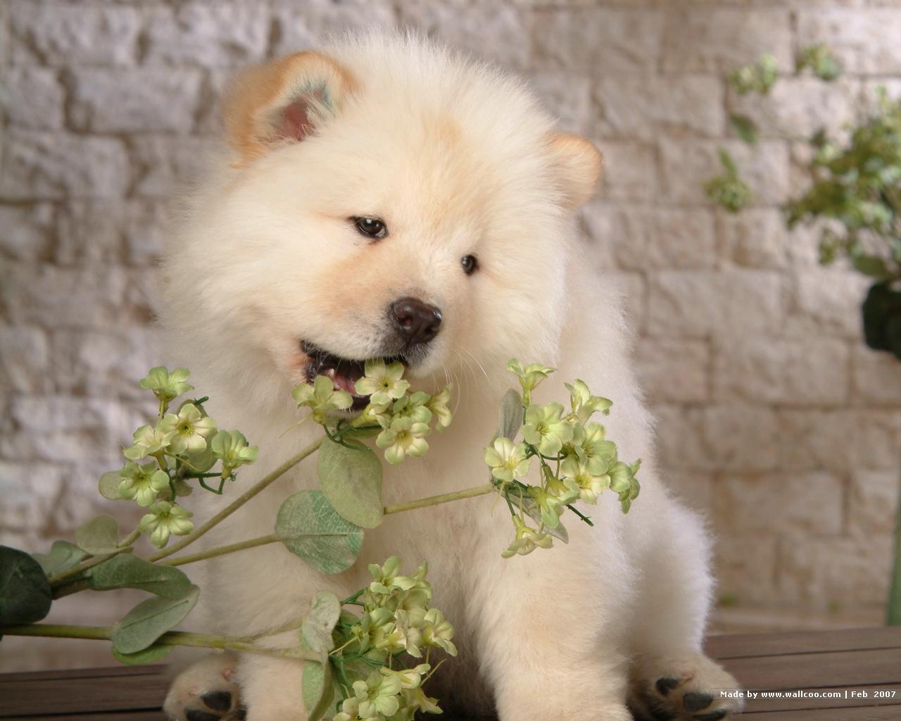 Puppies image Chow Chow Puppy Wallpapers HD wallpapers and backgrounds