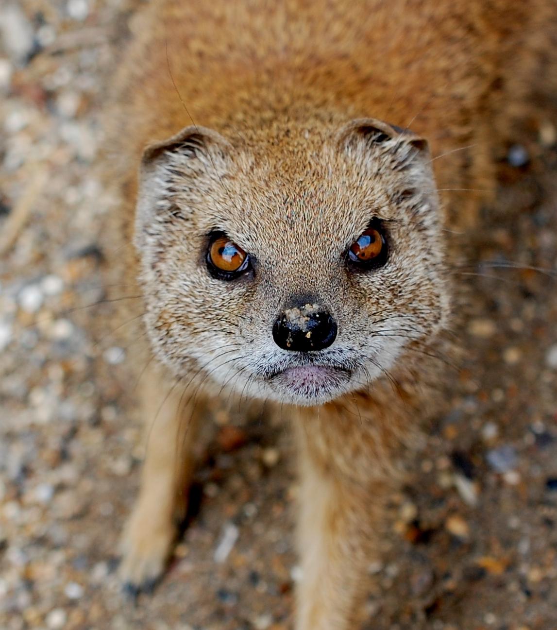 Mongoose Wallpapers High Quality