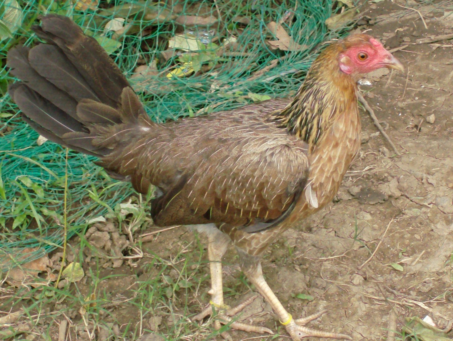 Indian Hen Wallpapers