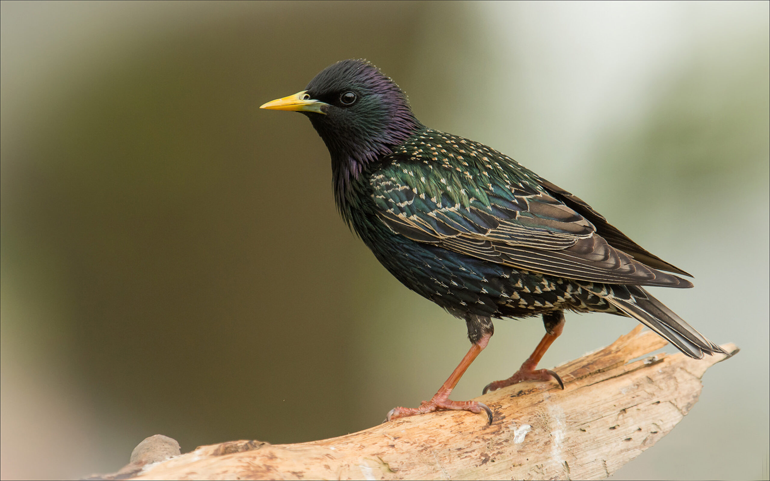 European Starling Bird Desktop Wallpapers Hd Resolution