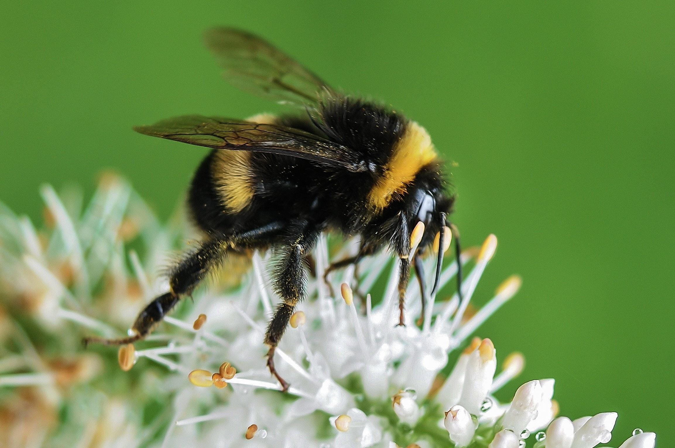 Closeup Photo of Bumble Bee on White Flowers · Free Stock Photo