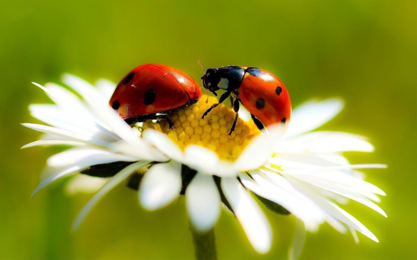 image of ladybugs