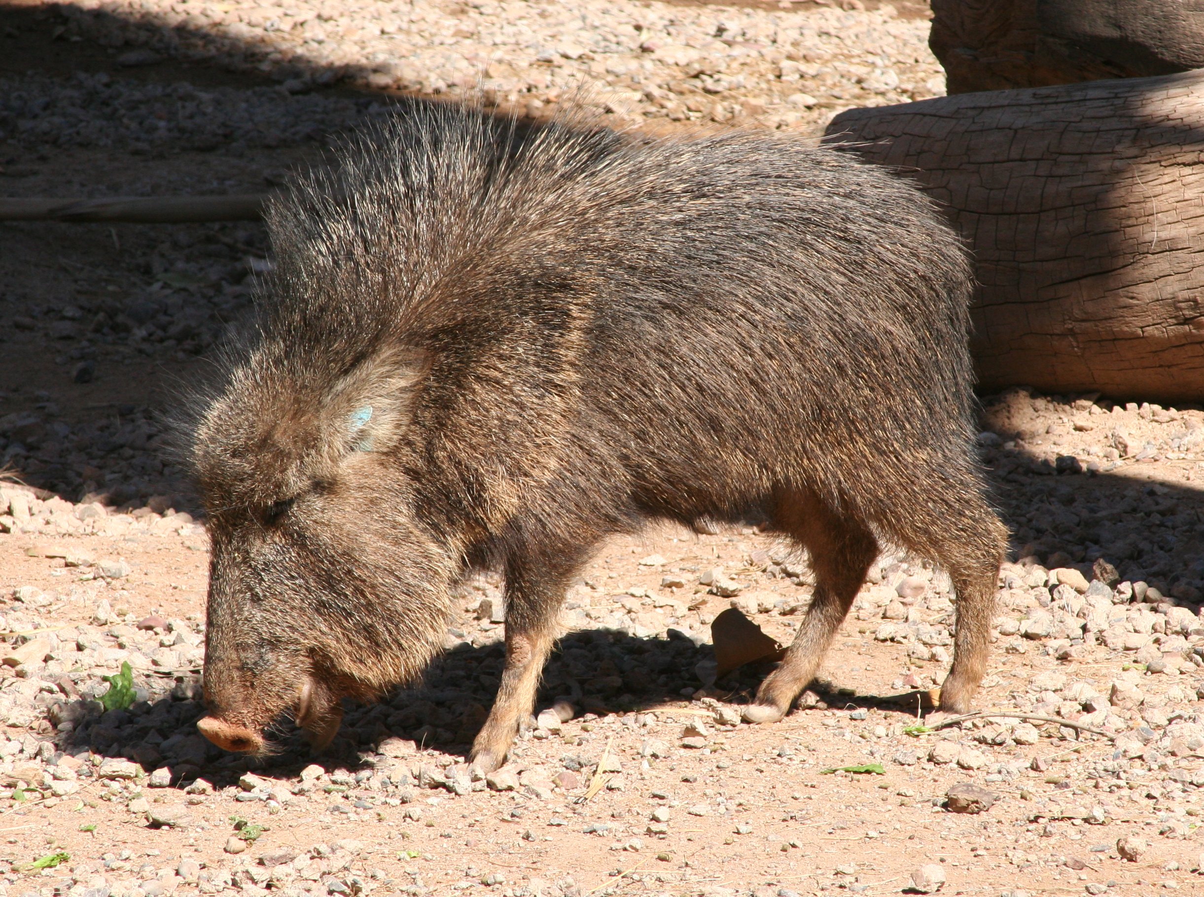 Chacoan peccary