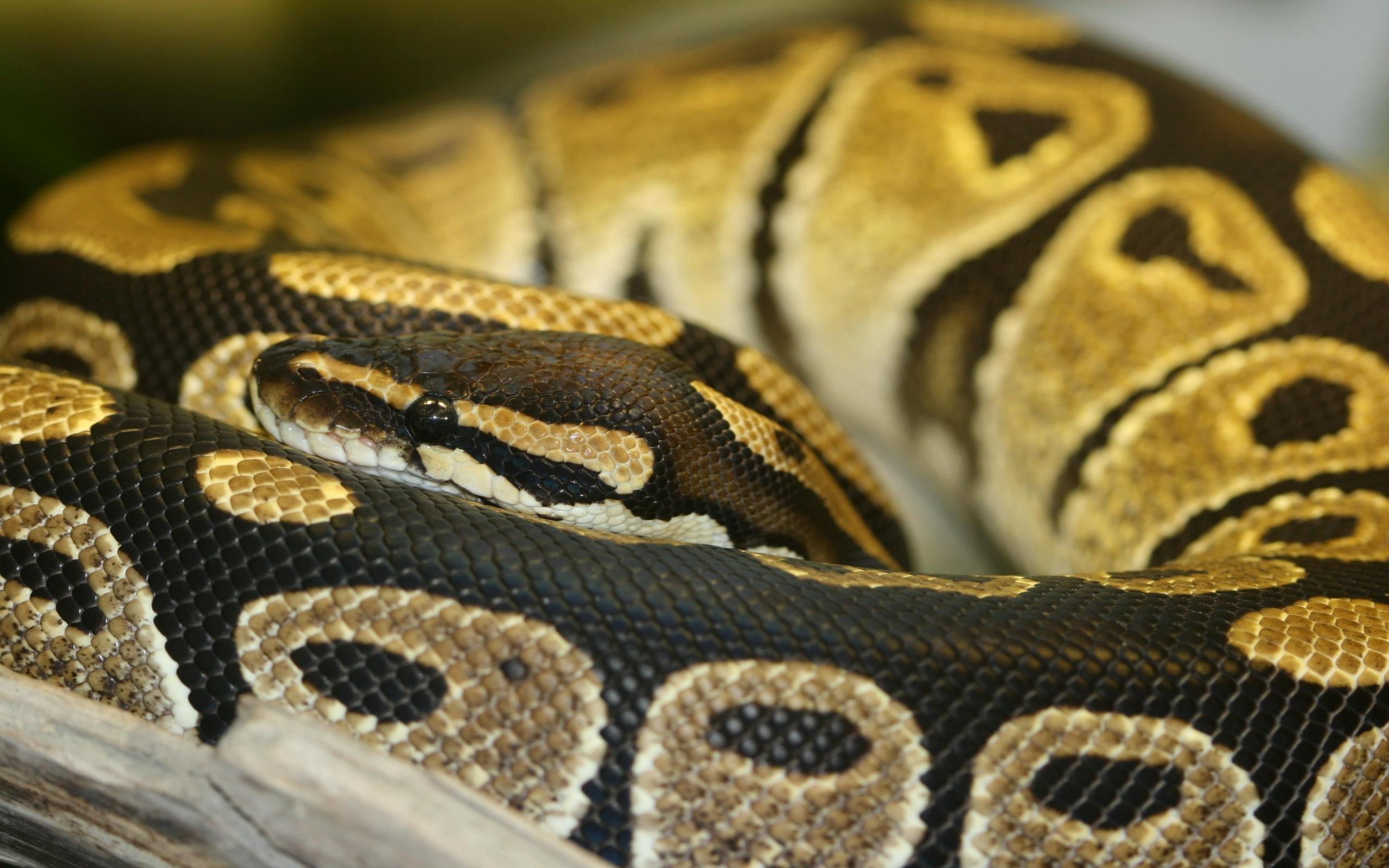 Best 41+ Ball Python Wallpapers on HipWallpapers