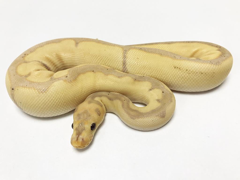 Banana Blade Clown CB18 Ball Python by Blackpool Reptiles